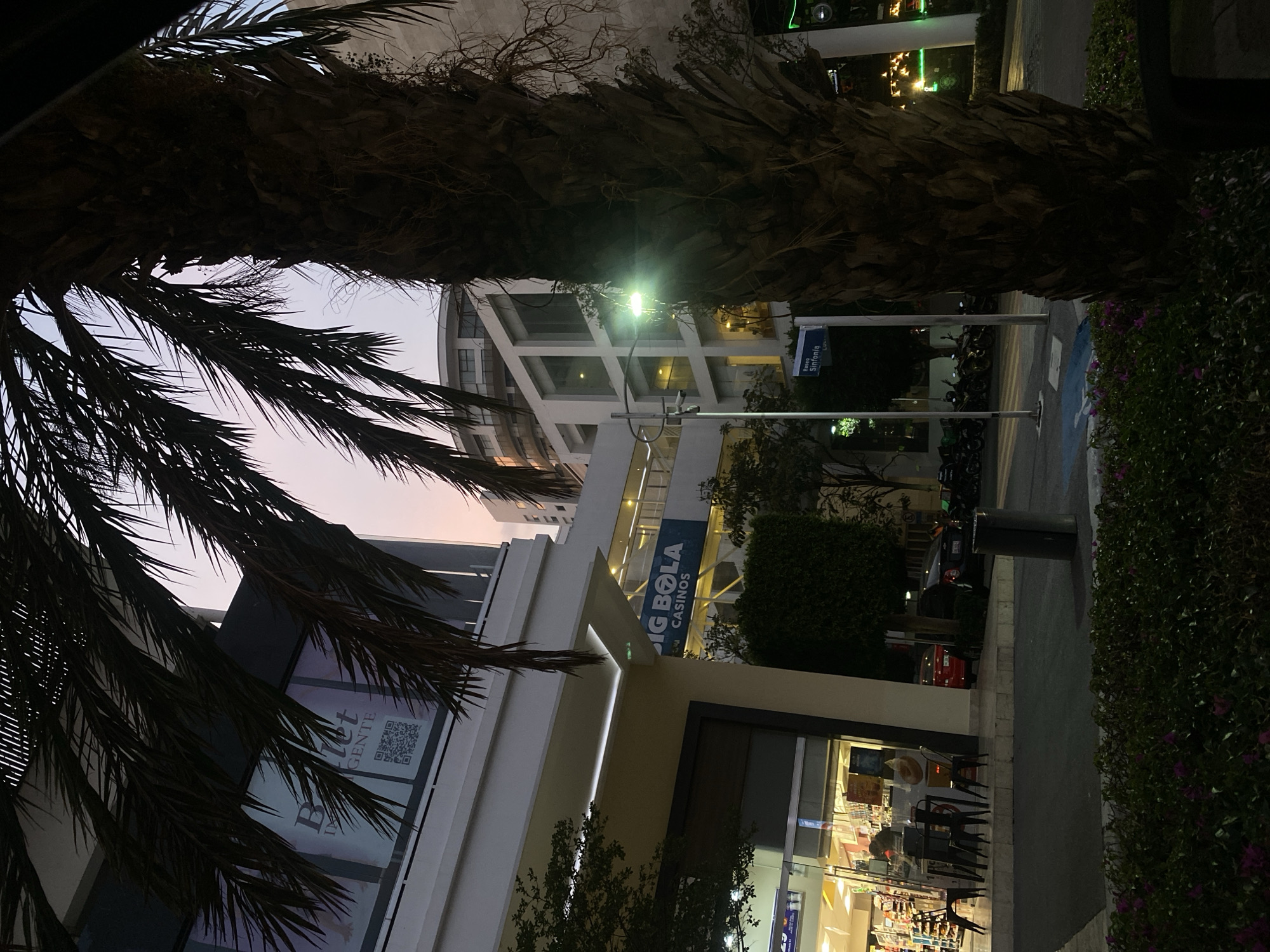 The image depicts an urban scene at dusk. A large palm tree dominates the foreground. The branches extend toward the left and frame the view of nearby buildings. A street lamp stands in the background, and there are signs for "Big Bola Casinos" and "Baflet Gente" visible on the buildings. The street has motorcycles parked along it and there are bushes with violet flowers on the right. A street sign for "Paseo Sinfonia" can also be seen.