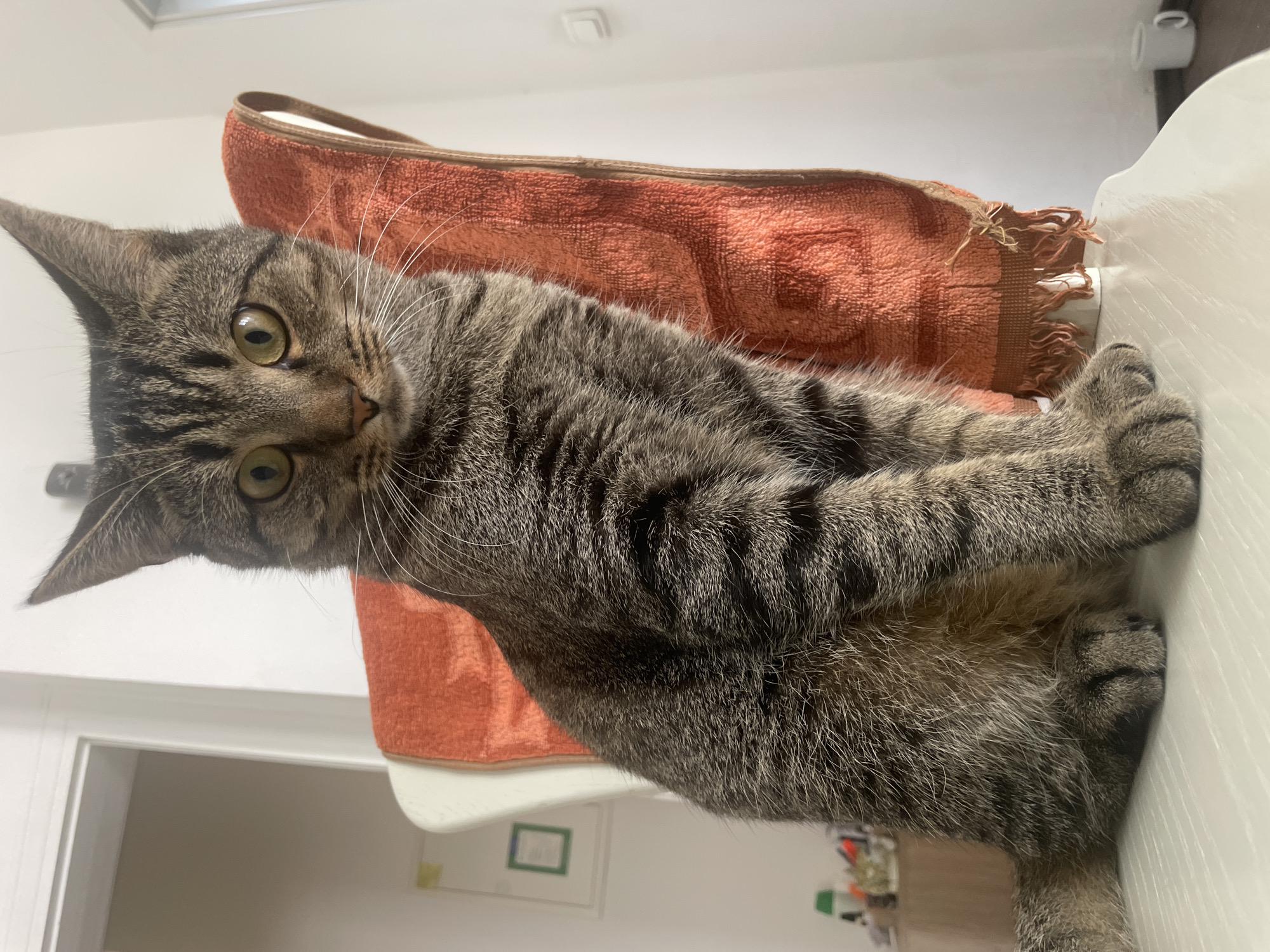 A tabby cat sits on a white chair draped with an orange towel. The cat is facing forward, looking at the camera with green eyes. Its fur is striped brown and black. The background is blurred, showing a wall, a door, and some objects on a table. The scene appears to be indoors, likely in a residential setting. The image was taken in Solingen, Germany.