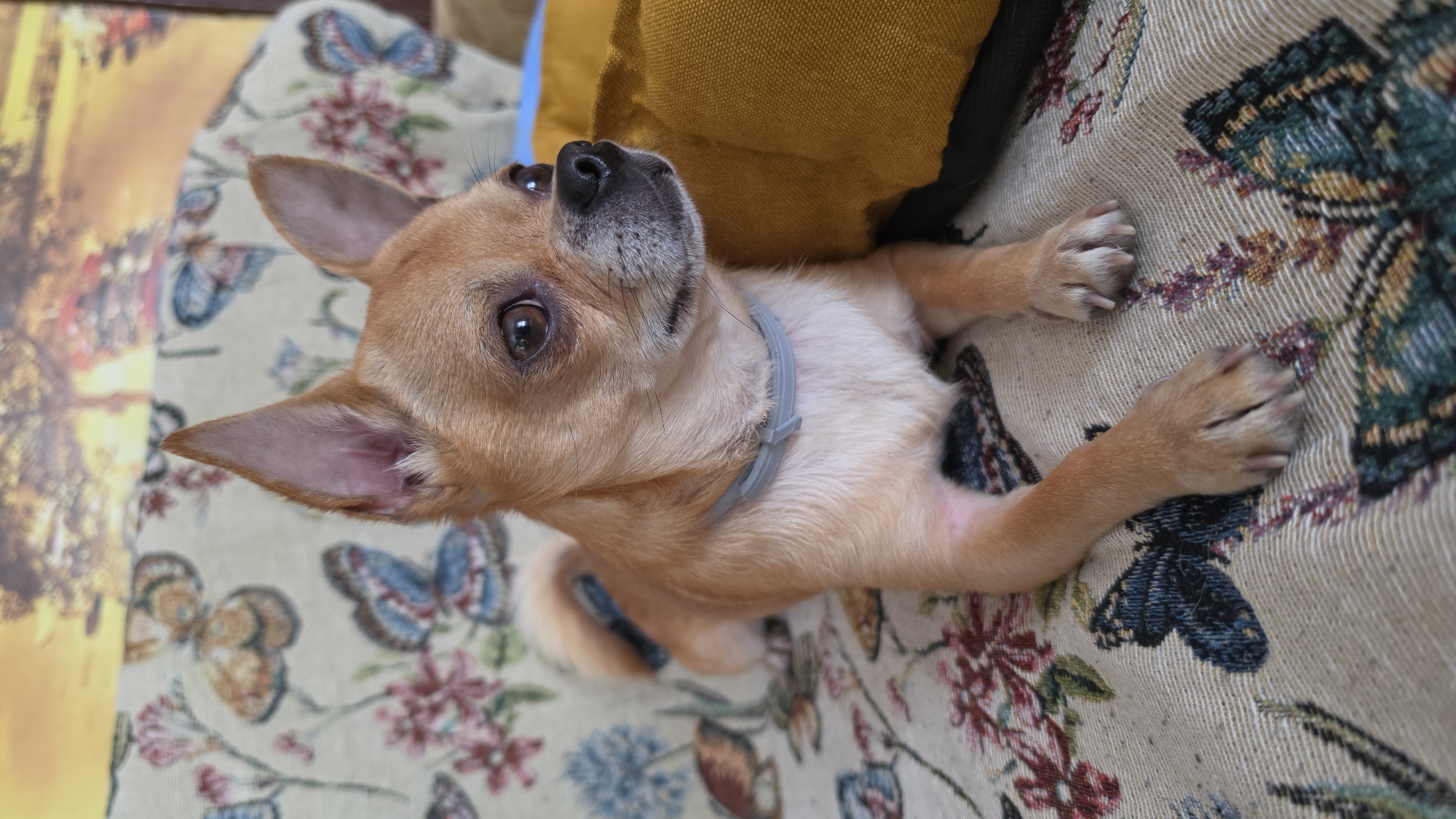 A small, tan chihuahua is resting on a couch with a patterned fabric featuring butterflies and flowers. The dog is facing to the right, with its ears perked up and its body angled slightly towards the viewer. A yellow dog bed is visible to the right of the dog. The background is blurry but suggests a wall with a painting or tapestry. The overall setting appears to be an indoor domestic environment in Krasnochervonnyi, Russia.