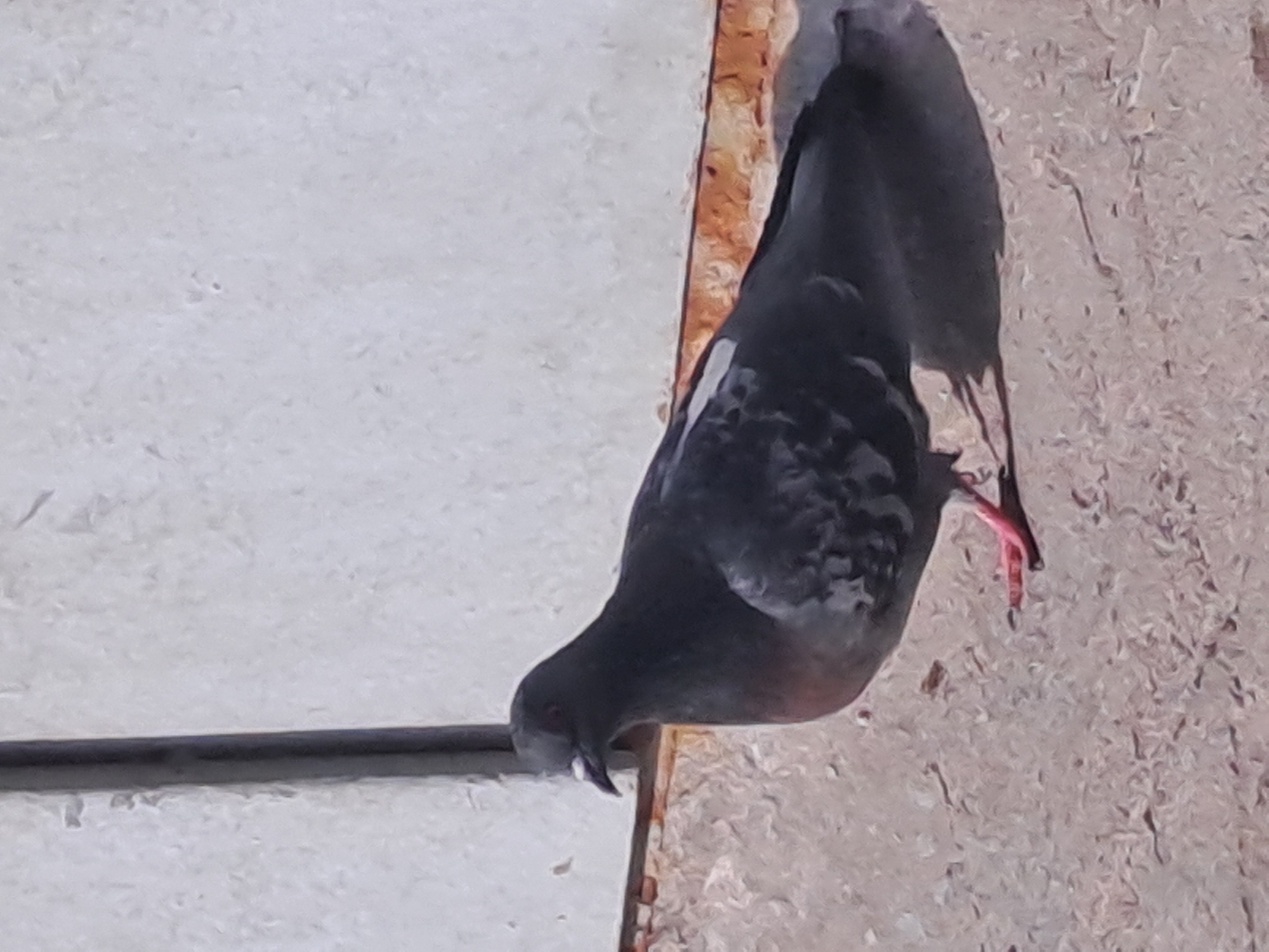 A pigeon stands on a ledge with its head tilted downwards, appearing to peck at something near the ledge. The background shows a light-colored wall, an edge with reddish-brown hues, and a textured wall to the right. There is also a dark, horizontal line in the background, possibly a wire or rod. The location is Elektrostal, Russia.