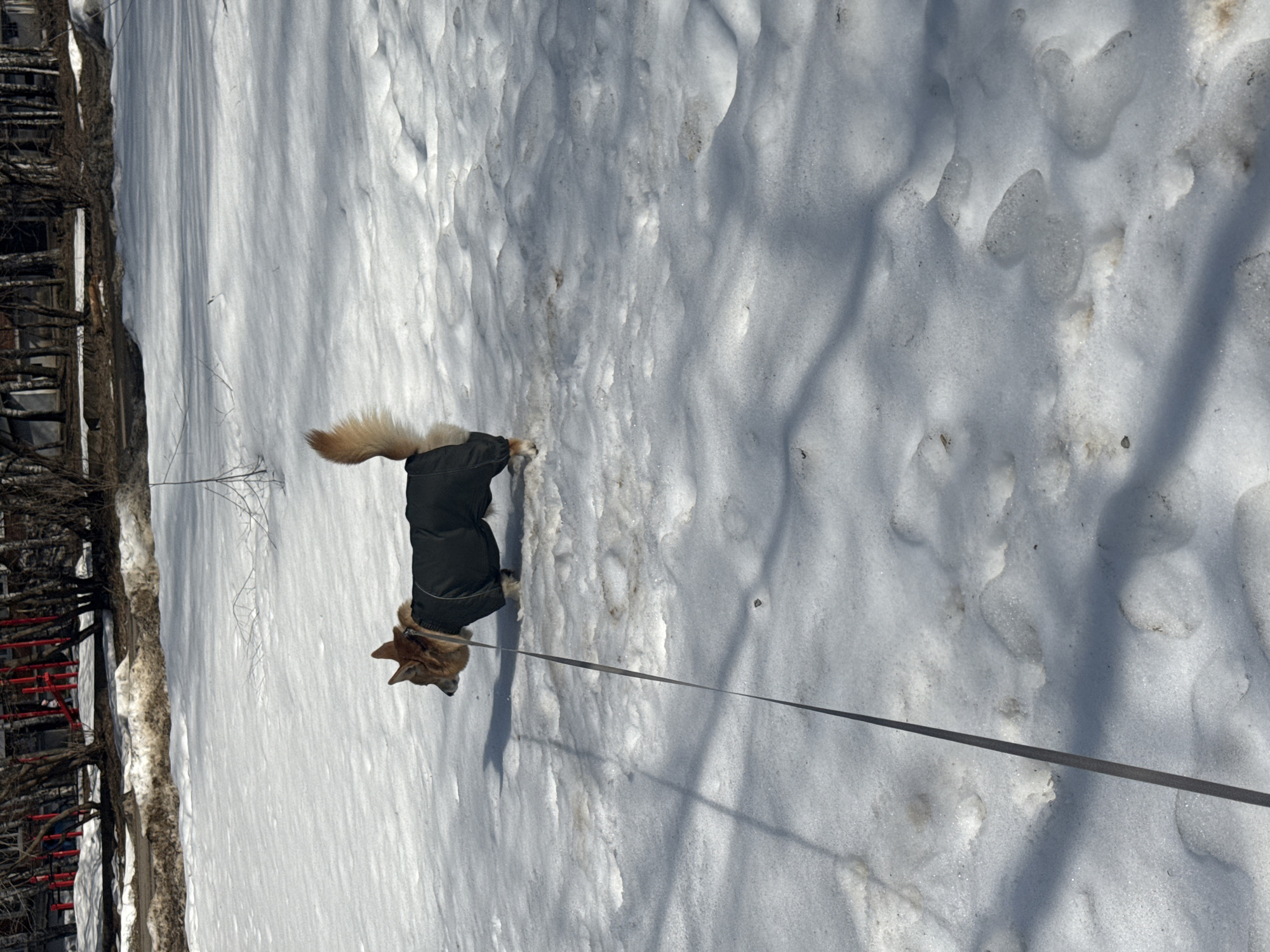 The image depicts a dog on a leash walking in the snow. The dog is wearing a dark-colored coat. The environment appears to be outdoors in a snowy area. The location is Votkinsk, Russia, as identified in the prompt. There are tree branches and possibly the side of a building visible to the left of the image. The ground is covered in snow with various textures and shadows.