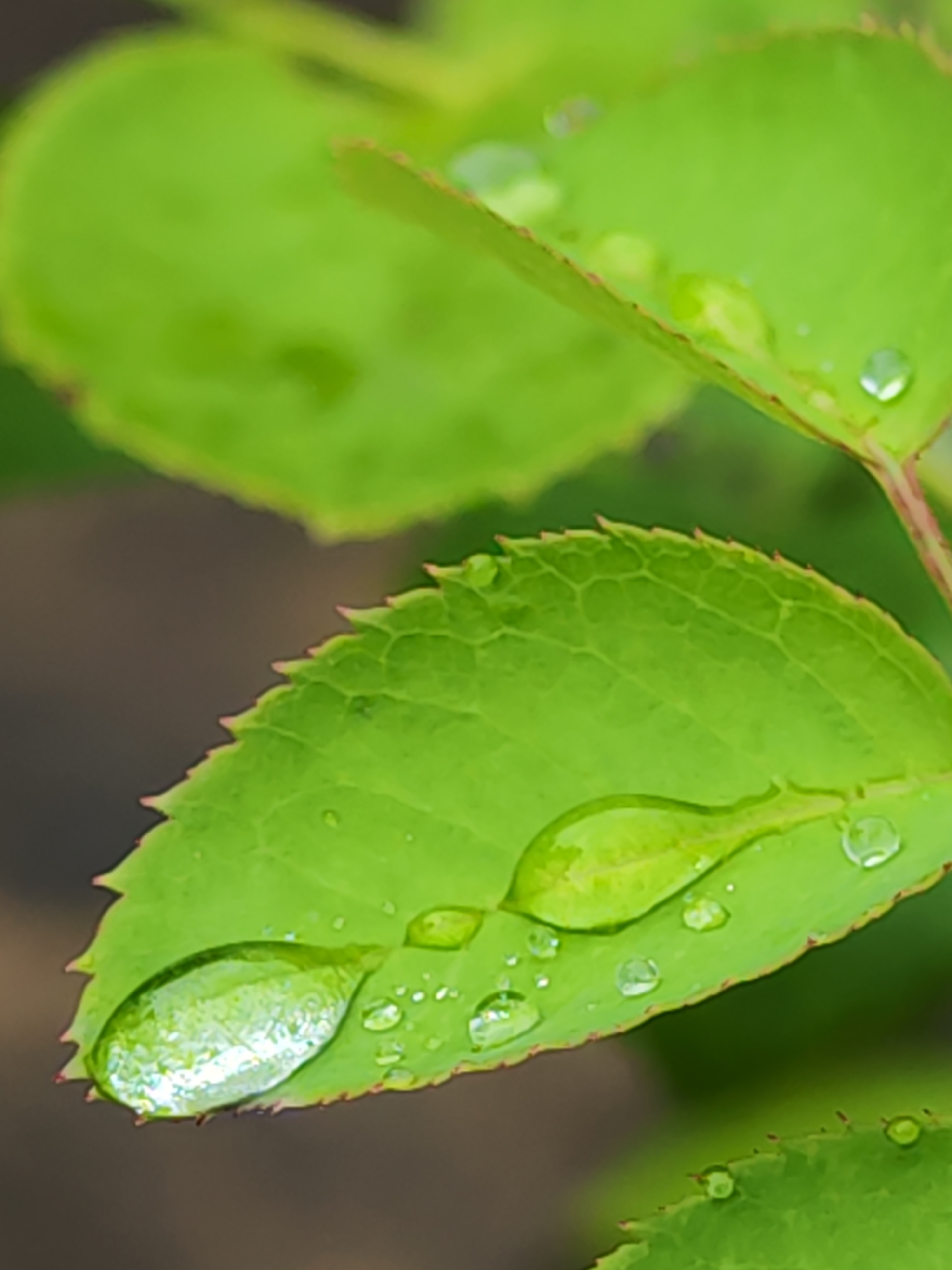 This is a close-up, vertically oriented, macro photograph of green leaves with water droplets on them. The leaves have serrated edges and visible veins. The lighting is bright, highlighting the translucency of the water droplets and the texture of the leaves. The background is softly blurred, suggesting an outdoor environment, possibly a garden or natural setting. There are no people or specific man-made structures visible. The photograph is taken in Zima Yuzhnaya, Russia.