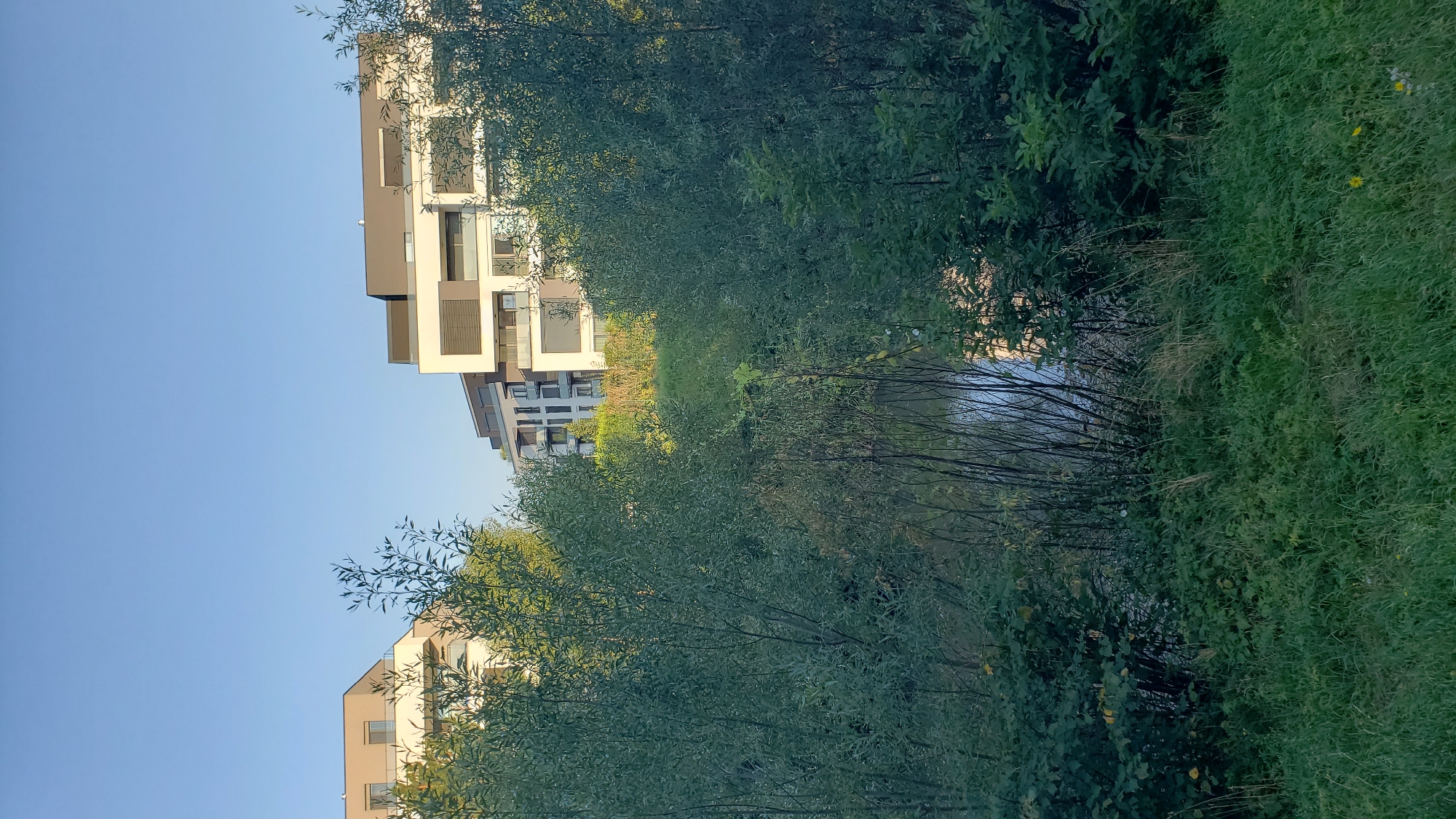 The image depicts a view of modern apartment buildings in the city of Prešov, Slovakia, seen through a screen of lush green foliage and reeds. In the foreground, tall grass and dense bushes obscure the lower half of the scene, leading the eye towards a calm body of water. The water reflects the clear, blue sky and the surrounding greenery. Beyond the water and vegetation, several multi-story apartment buildings are visible. These buildings feature contemporary architecture with light-colored facades, dark accents, and numerous windows and balconies. The buildings appear to be situated on a gentle slope. The overall impression is of a serene, semi-urban environment where nature and modern residential construction coexist. There are no people or animals visible in the image, nor any discernible actions or interactions taking place. The scene is captured during daylight, likely in the morning or late afternoon, given the clear sky and soft lighting.