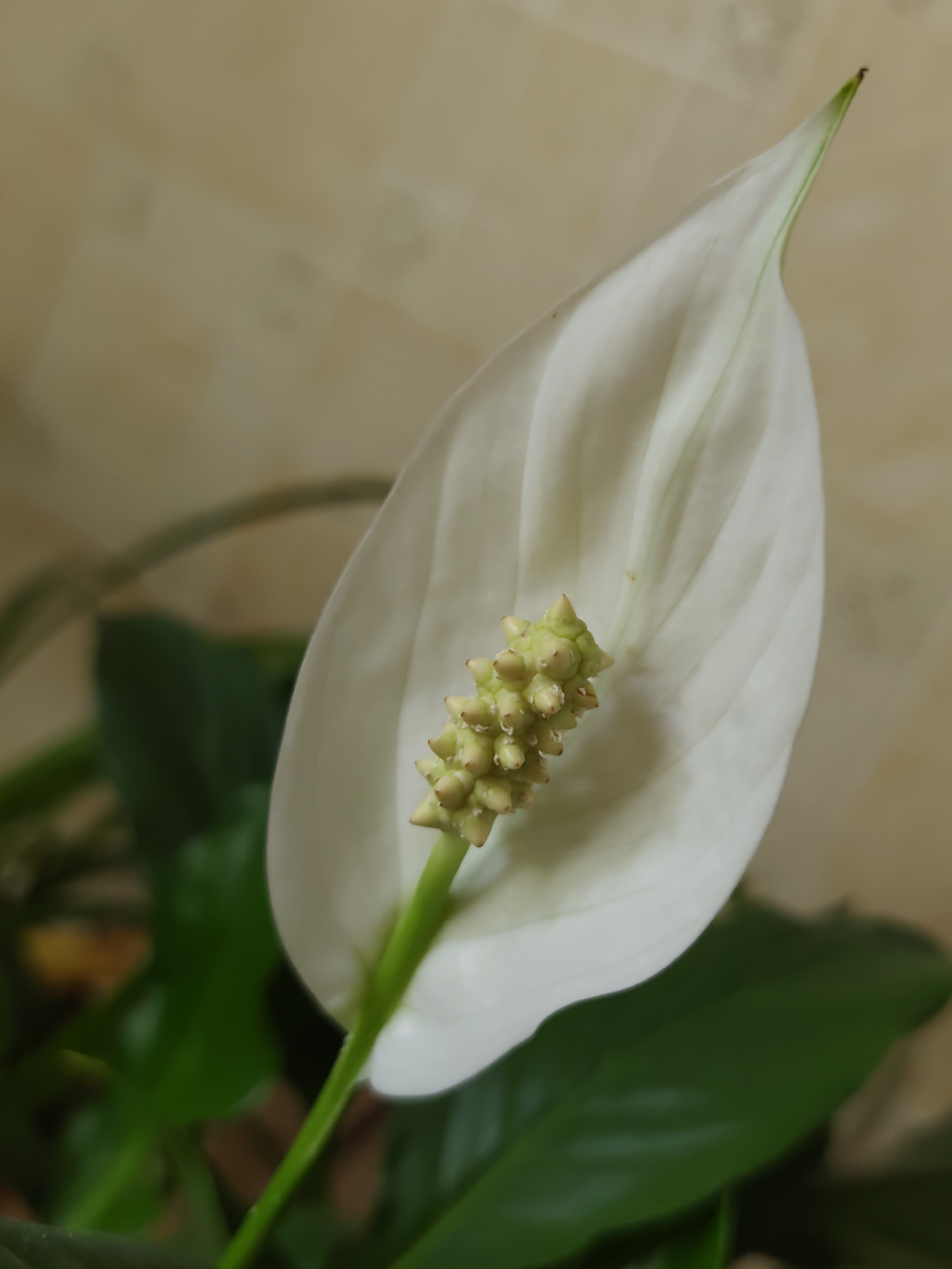 The image shows a close-up of a white Peace Lily flower, also known as *Spathiphyllum*. The flower has a distinctive white spathe, which is a modified leaf, curving upwards and enclosing a spadix, which is a fleshy spike bearing tiny flowers. The spathe is a creamy white with faint green veins and has a pointed tip. The spadix is pale green and appears to be covered in small, bud-like structures. The stem of the flower is a vibrant green. In the background, dark green foliage of the plant is visible, along with a softly blurred background that appears to be a textured wall. The lighting is soft, highlighting the delicate features of the flower. There are no people or animals present in the image. The scene is an indoor setting, likely a home or office, given the presence of a houseplant. The image does not contain any specific visual information to determine its location within the city of Minsk, Belarus.