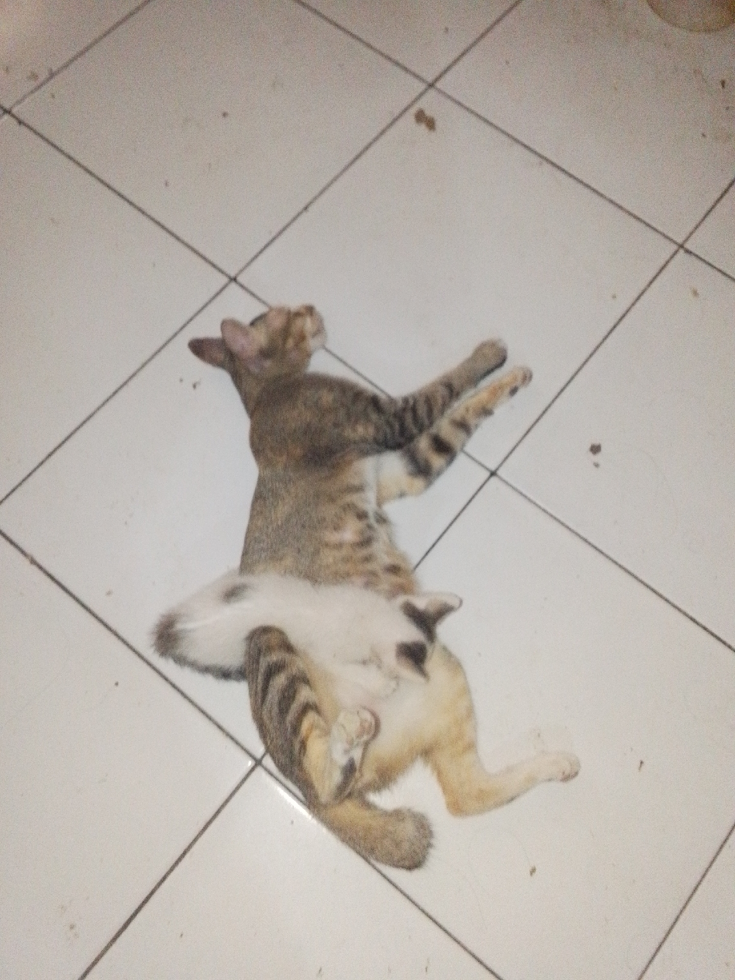 A domestic cat, likely a juvenile, is lying on its back on a tiled floor. The cat has tabby markings on its fur. The floor tiles are a light color and are laid in a grid pattern with dark grout lines. The lighting in the scene is dim, suggesting it may be indoors or at night. The image is taken from a slightly elevated perspective, looking down at the cat. There are no visible people or other animals in the image. The background is indistinct, but appears to be a flat surface consistent with a floor. The overall impression is a candid snapshot of a pet in a relaxed or playful pose.