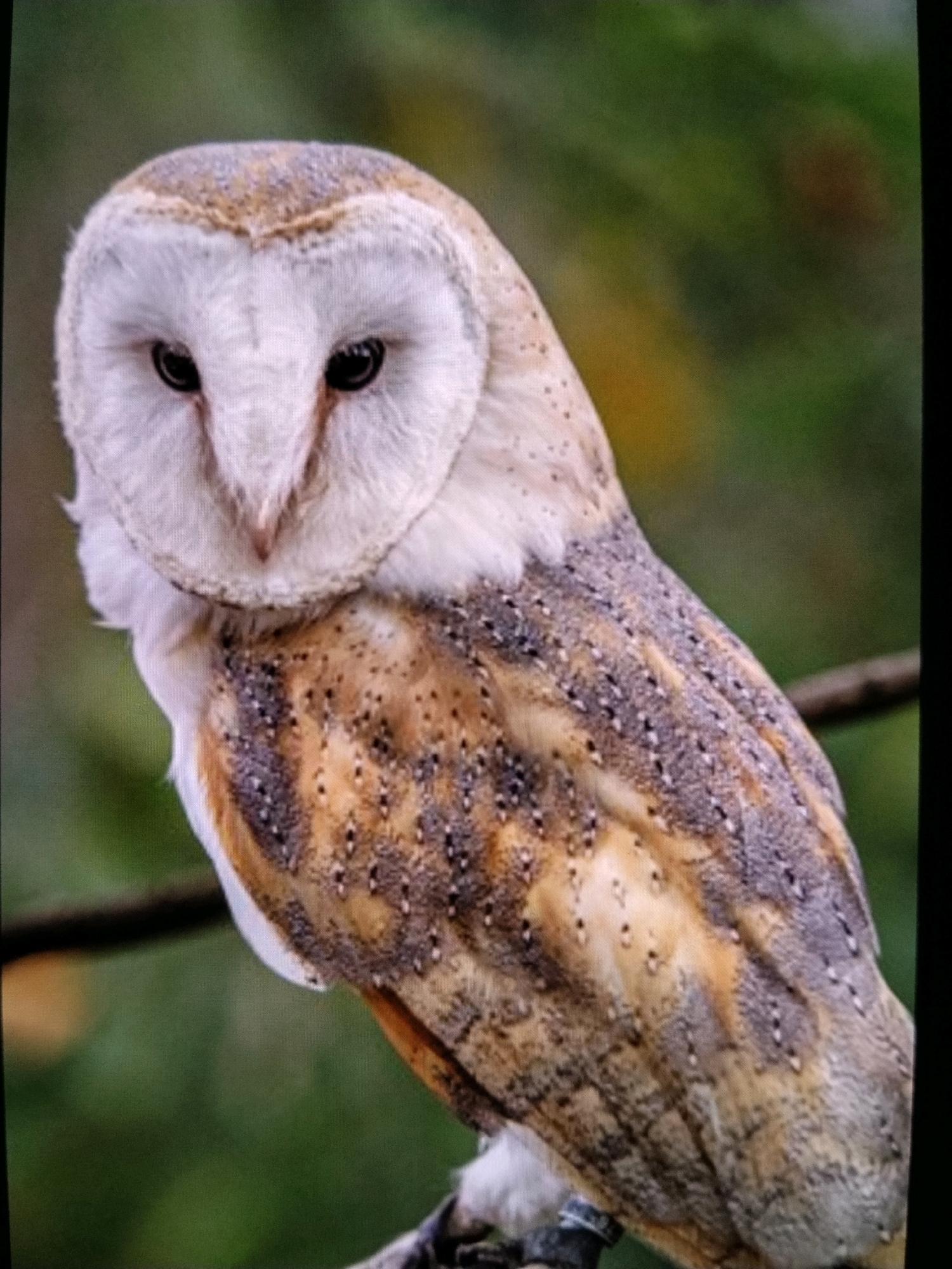 A barn owl is perched on a branch, its white face prominent against the blurred green foliage in the background. The owl's feathers are a mix of brown and white with intricate dark speckles. Its dark eyes are wide open, giving it an alert appearance. The owl is positioned on the left side of the frame, facing slightly to the right. The overall scene suggests a natural, wooded environment.