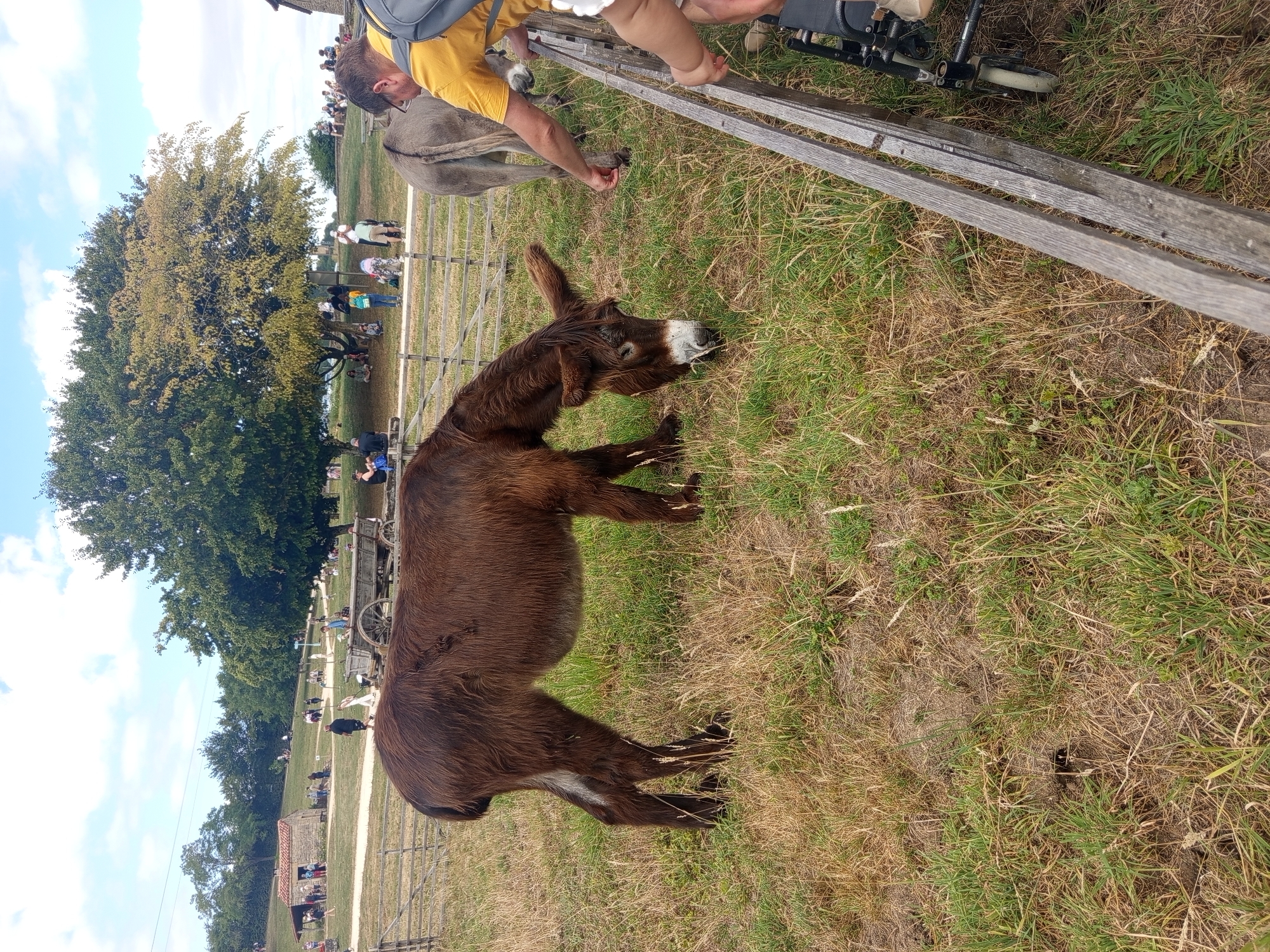 A brown donkey is grazing in a grassy field in Azannes-et-Soumazannes, France. In the background, there are several people walking around and a horse-drawn cart. The sky is blue with some clouds.