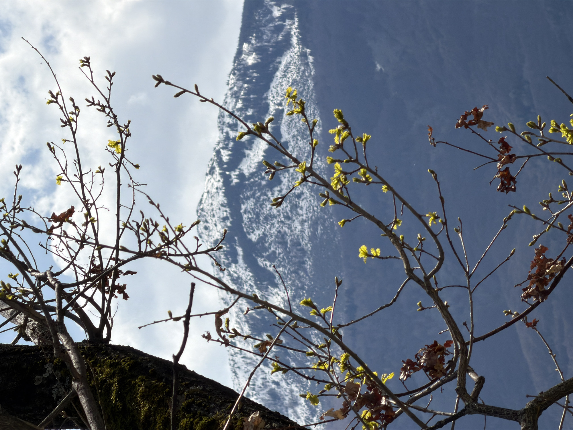 A low-angle shot captures branches of a tree with budding green leaves against a sky split between blue and white clouds. The trunk of the tree, covered in dark moss, is in the lower-left corner. The scene, suggestive of springtime, doesn't reveal any clear indication of Sofia, Bulgaria. The photo focuses on natural elements and doesn't contain people, subjects, or actions other than the plant's growth within a natural environment.