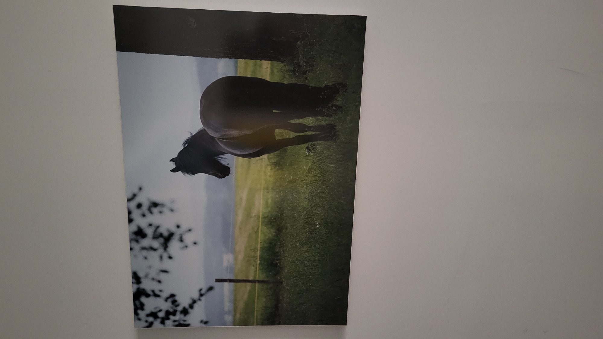 A horizontal photo depicts a framed picture on a white wall. The framed picture shows a dark-colored horse standing in a grassy field, facing away from the viewer and towards the left side of the frame. The horse is positioned in the center-right of the image. To the left of the horse, a tree with dark leaves partially obscures the background. The background consists of a hazy landscape with rolling hills and a fence with yellow electric wire running horizontally across the field. The sky is overcast and light gray. The scene appears to be a photograph, not a painting. The photo is taken from a slightly angled perspective, with the bottom of the framed picture visible along the bottom edge. The wall appears to be a typical interior wall. There are no identifiable geographical landmarks or specific structures that would place this image in Prešov, Slovakia.