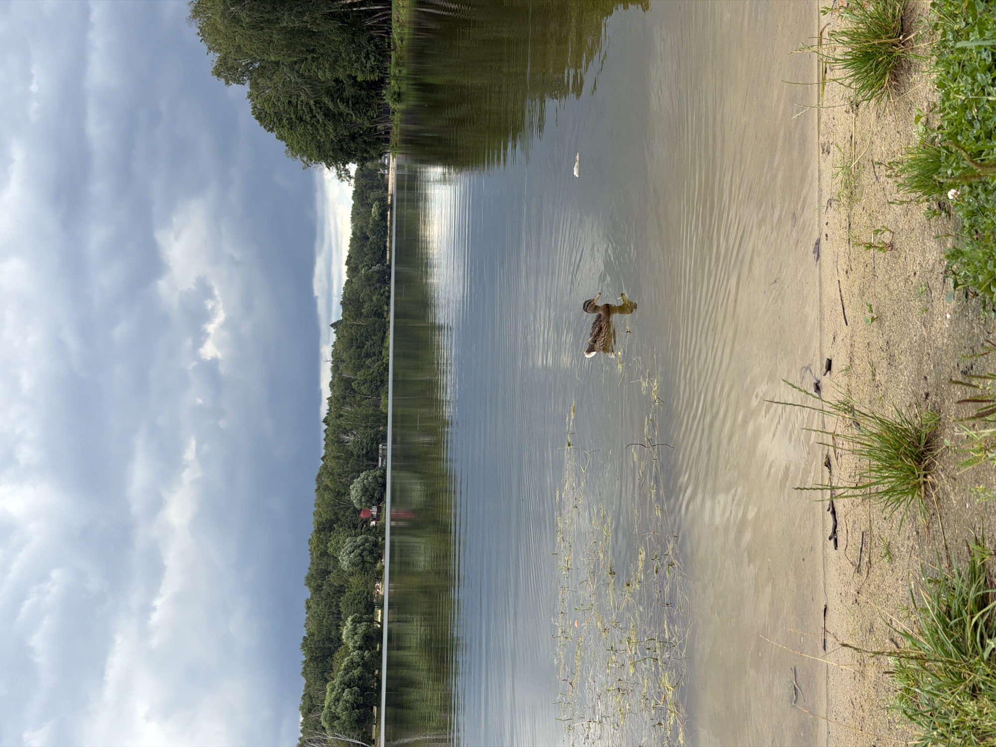 A duck swims on the calm water of a lake in Malakhovka, Russia, under a cloudy sky. The foreground features a sandy shore with sparse green grass and small plants. The middle ground is dominated by the lake, with the duck in the center and some aquatic plants near the shore. In the background, a dense forest lines the opposite bank of the lake, with a few buildings visible amongst the trees. The overall impression is one of a tranquil natural setting on an overcast day.