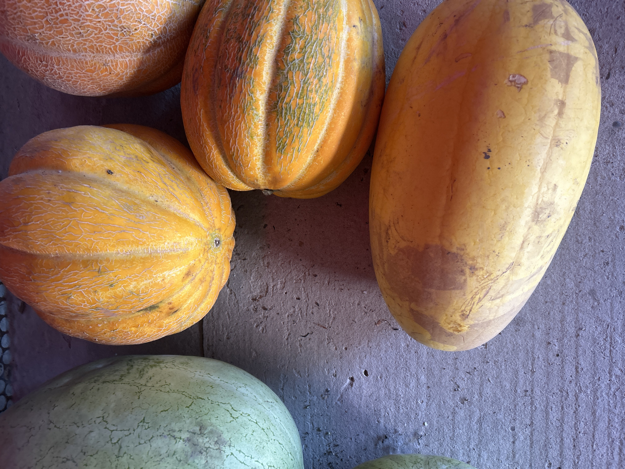 The image shows a close-up, overhead view of several ripe melons and a partially visible watermelon arranged on a concrete surface. The fruits are of various sizes and colors, including bright orange, pale yellow, and green. The melons exhibit ribbed textures and netting patterns on their skins, typical of cantaloupe or honeydew varieties. The watermelon is predominantly pale green with a textured rind. The concrete surface appears weathered and slightly rough, with some debris and minor imperfections. The lighting casts shadows, highlighting the contours of the fruits and the texture of the ground. The scene is devoid of any people or visible activity. The location is the city of Novopokrovskaya, Russia.