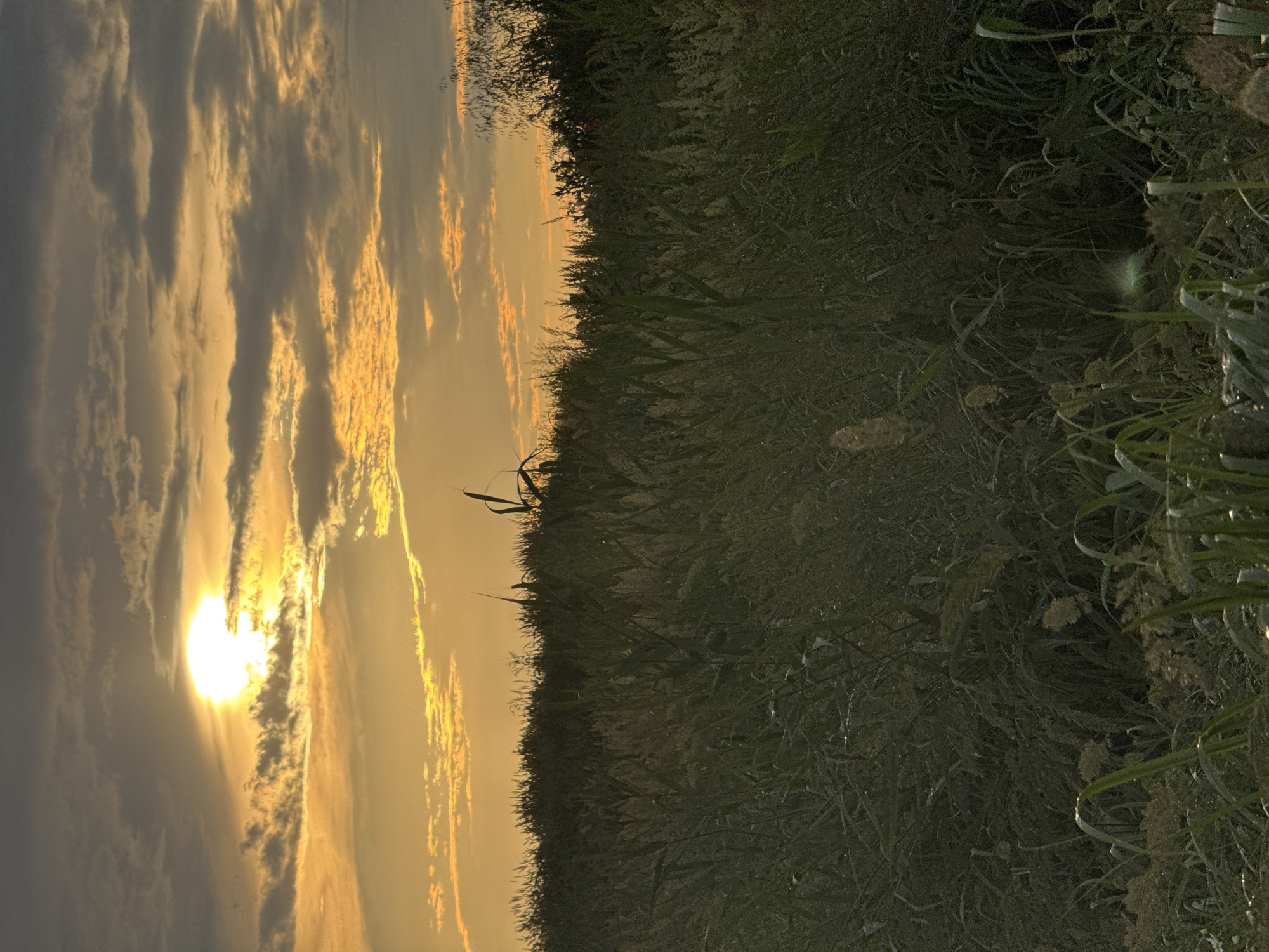 This media file shows a natural outdoor scene. The image is oriented vertically, with the left side depicting a sky filled with clouds and a bright sun, suggesting it is either sunrise or sunset. The sun is partially obscured by clouds, casting a warm, golden light across the sky. The clouds themselves are illuminated in shades of orange and yellow, creating a dramatic sky.
The right side of the image is dominated by a dense field of tall grass and other vegetation, appearing dark green and silhouetted against the bright sky. The vegetation is varied in texture and height, with some feathery seed heads visible. The overall impression is of a wild, overgrown field.
The time of day is clearly indicated by the lighting as either dawn or dusk, with the golden hues of the sun and the long shadows (implied by the contrast of light and dark) pointing to this. The weather appears clear and perhaps a little breezy, given the cloud formations. The location context suggests this scene is in Mikhaylovsk, Russia, implying a rural or natural landscape setting. There are no people or man-made objects prominently featured, focusing solely on the natural environment. The mood conveyed is peaceful and serene, with the beauty of the natural light and landscape. No text is visible in the image.