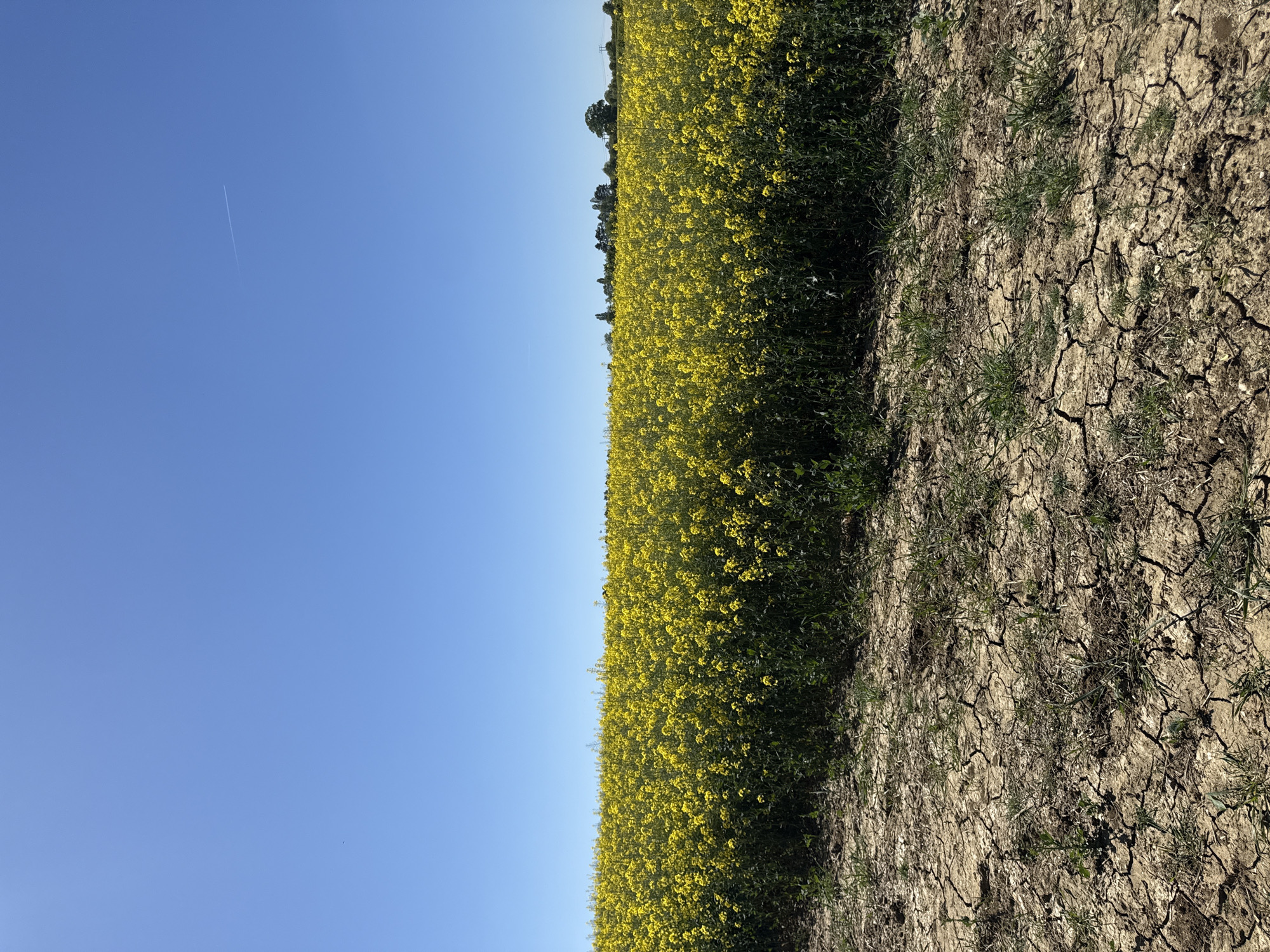 This image captures a vibrant rural landscape under a clear blue sky, likely in North Hertfordshire, United Kingdom.
The scene features three primary horizontal bands: a vast expanse of clear blue sky at the top, a prominent field of bright yellow flowers in the middle, and an area of dry, cracked earth in the foreground.
In the upper portion of the frame, the sky is a uniform, vivid blue, completely free of clouds. A thin, white contrail from an aircraft streaks diagonally across the upper left section of the sky. Below the sky, a sprawling field of intensely yellow flowers, most likely rapeseed or canola, stretches across the width of the image. The dense canopy of blossoms creates a brilliant, almost uniform texture of yellow and green. Along the horizon line, at the far edge of the flower field, a line of distant green trees is visible, partially silhouetted against the bright sky.
In the foreground, to the right of the yellow field, the ground is characterized by dry, light brown soil with numerous deep cracks, suggesting arid conditions or a period of prolonged dryness. Sparse clumps of green grass and weeds manage to grow amidst the parched earth, indicating a boundary or edge of the cultivated field.
The image is captured in bright natural daylight, implying a sunny day, likely morning or afternoon, given the clear conditions and illumination. The overall scene evokes a sense of expansive nature and agricultural productivity. There is no visible text in the image.