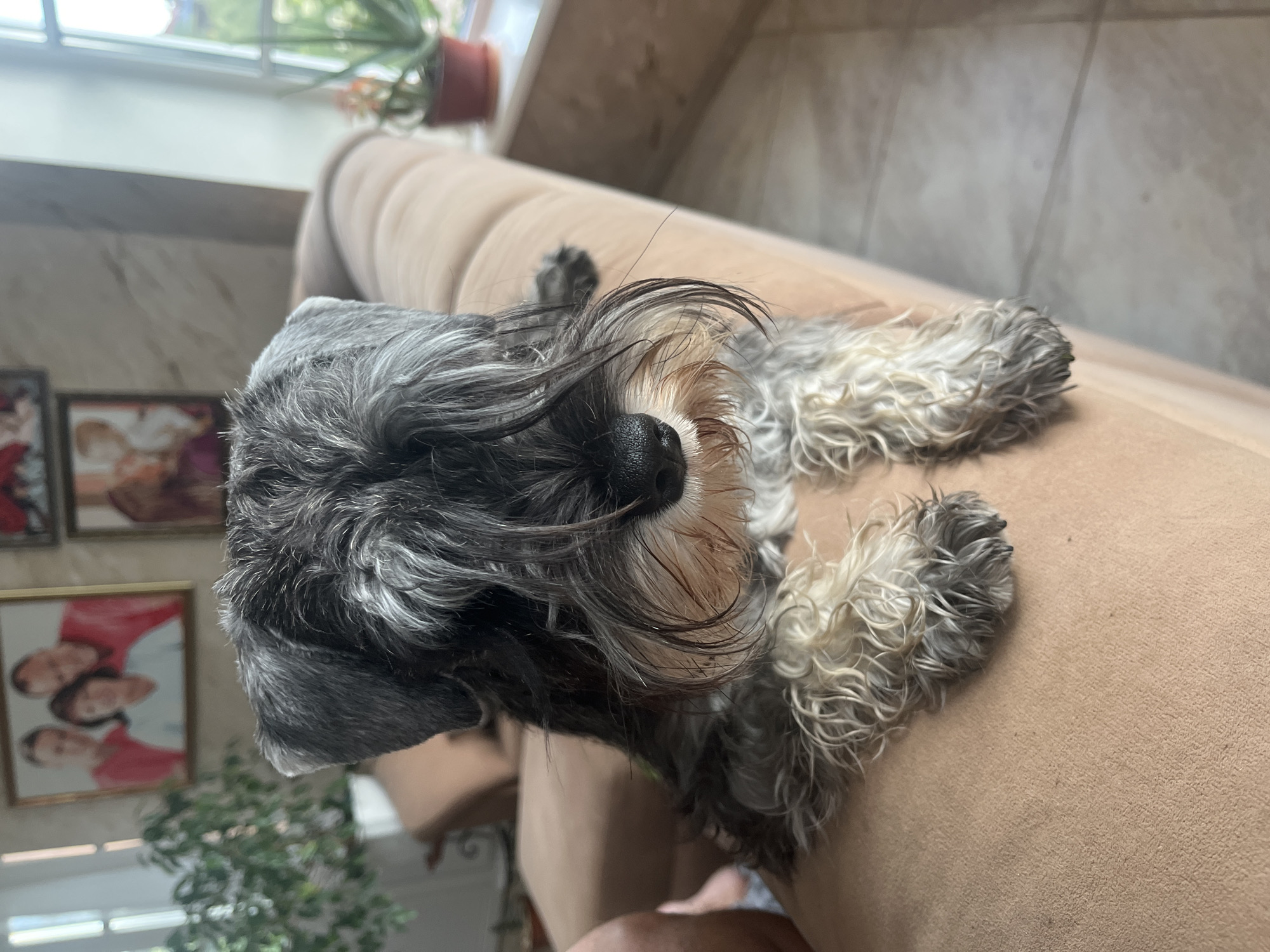 The image depicts a Miniature Schnauzer resting on a tan sofa. The dog has a grey and white coat, with its fur partially obscuring its eyes. Its paws are visible, with curly, greyish-white fur. In the background, a framed family portrait hangs on the wall, and a potted plant sits near a window. The floor appears to be tiled. The setting is indoors, likely a living room. There is no discernible indication of the location being Vladimirovka, Russia.