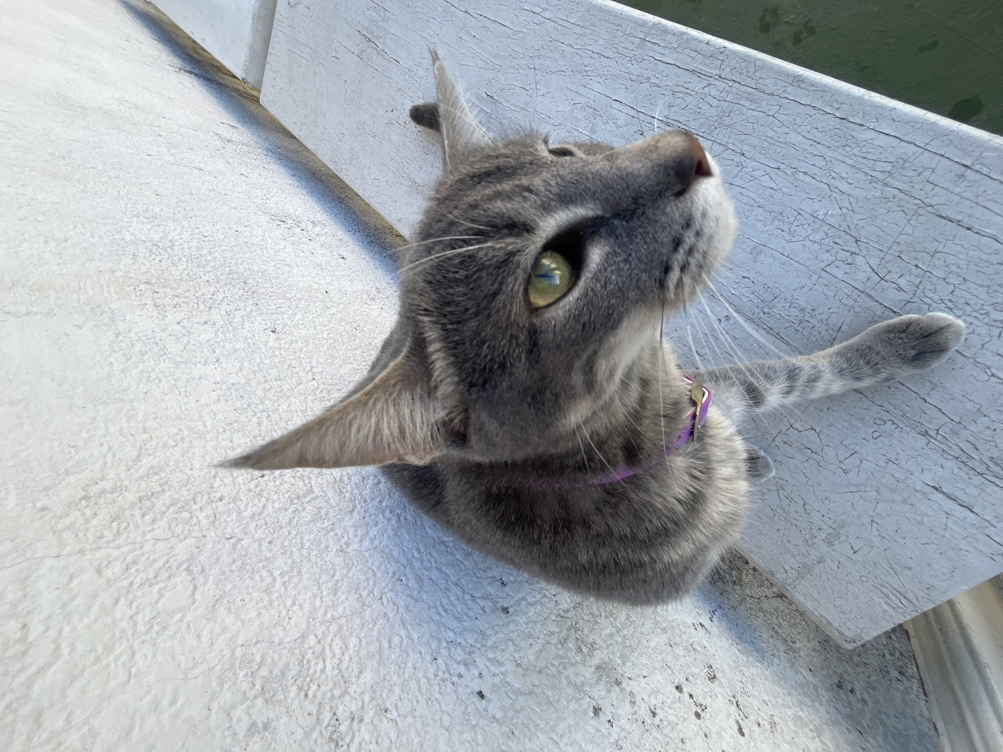 A grey tabby cat with striking green-yellow eyes is captured in an outdoor setting in Buenos Aires, Argentina. The cat is seen from an elevated perspective, its head sharply tilted upwards and slightly to its right, suggesting it is intently observing something above or in the distance. It wears a thin purple collar with a small golden charm or buckle. Its right front paw rests on a weathered white wooden surface, which exhibits significant cracking and peeling paint, indicating age and exposure to the elements. Below the cat is a textured white ground, possibly concrete or stucco, with some minor dirt marks. In the upper right background, a dark green surface is visible, which could be water, foliage, or another structural element. The scene is brightly lit by what appears to be direct sunlight, casting soft shadows and indicating daytime. The cat's posture conveys curiosity and alertness. No text is visible in the image.
