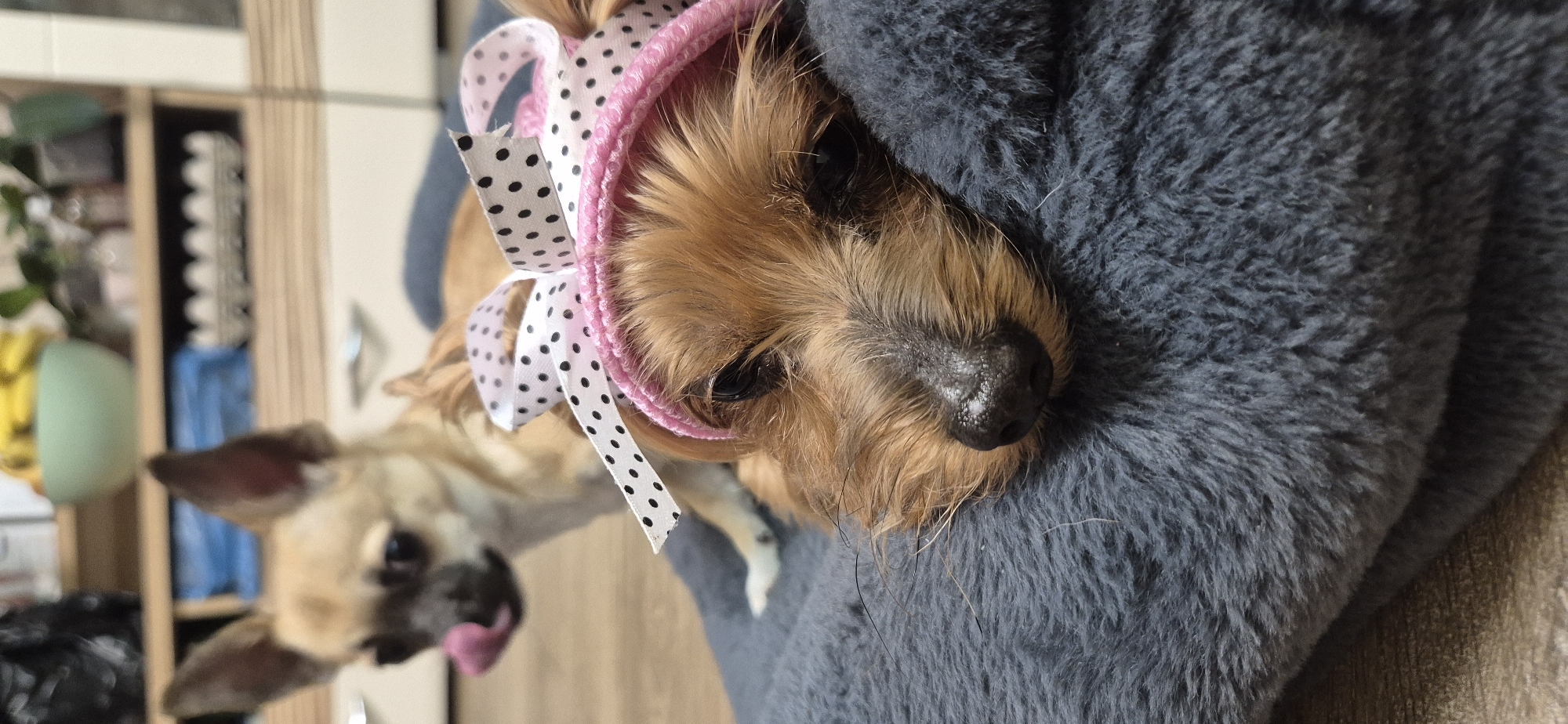 A close-up shot of two dogs. One dog, a Yorkie, is wearing a pink-trimmed bonnet with a white and black polka-dotted bow. It rests its head on a gray, furry surface. The other dog, a tan and brown breed, is out of focus in the background, with its tongue slightly visible. The scene appears to be indoors, possibly a home interior, given the presence of furniture and decorations in the blurred background, including a wooden shelf with various items and a green potted plant. The lighting appears to be natural, casting gentle shadows and highlighting the textures of the dogs' fur and the furry surface.