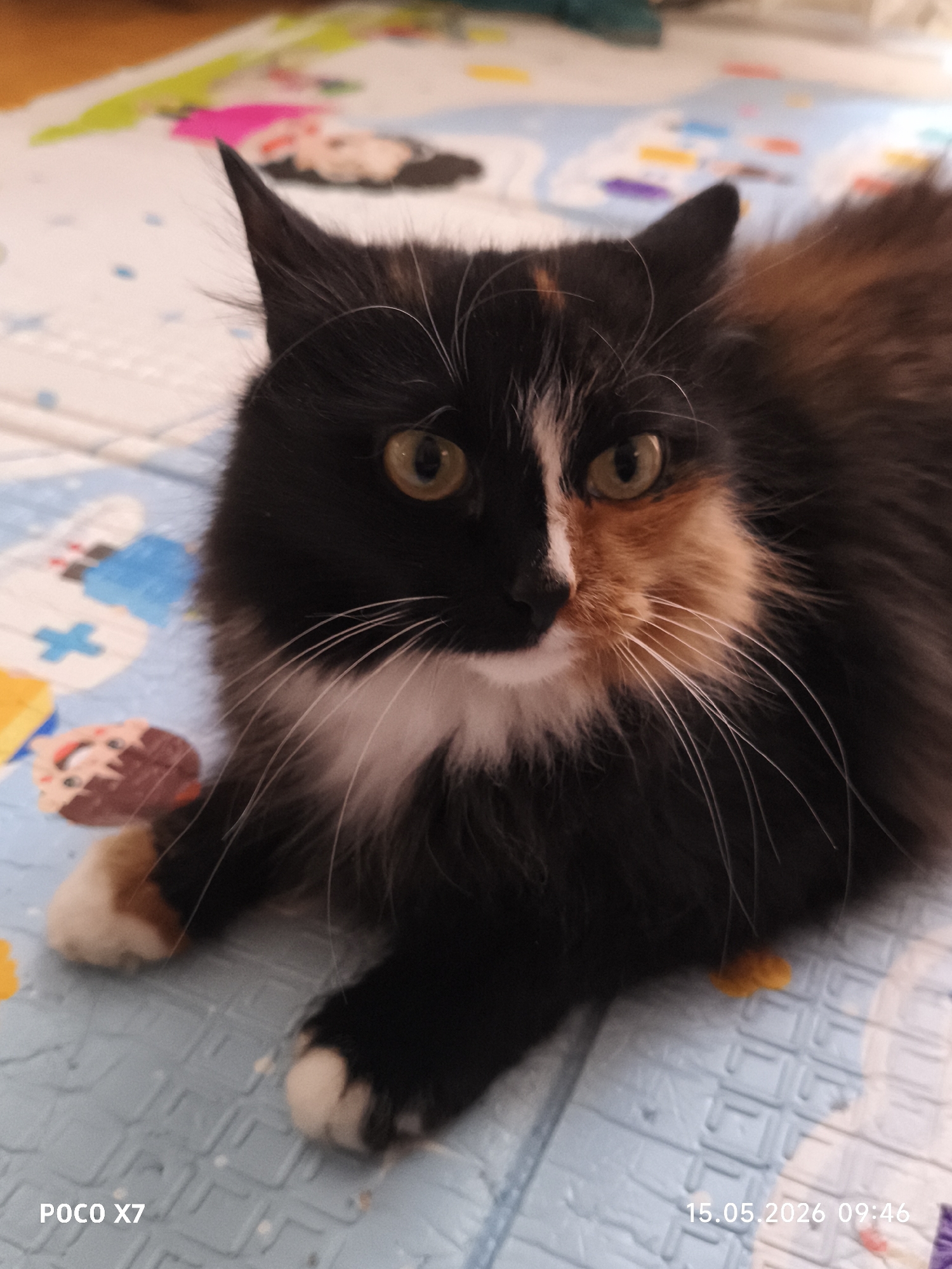 A long-haired calico cat is lying on a blue and white patterned mat. The cat's fur is predominantly black with patches of orange and white on its face, chest, and paws. The cat's eyes are yellow-green. The mat appears to be a child's play mat with colorful cartoon-like illustrations. The bottom left corner of the image contains the text "POCO X7" and the bottom right corner contains the date "15.05.2026 09:46". There is no visible evidence of the location being in the city of Chaikovsky, Russia.