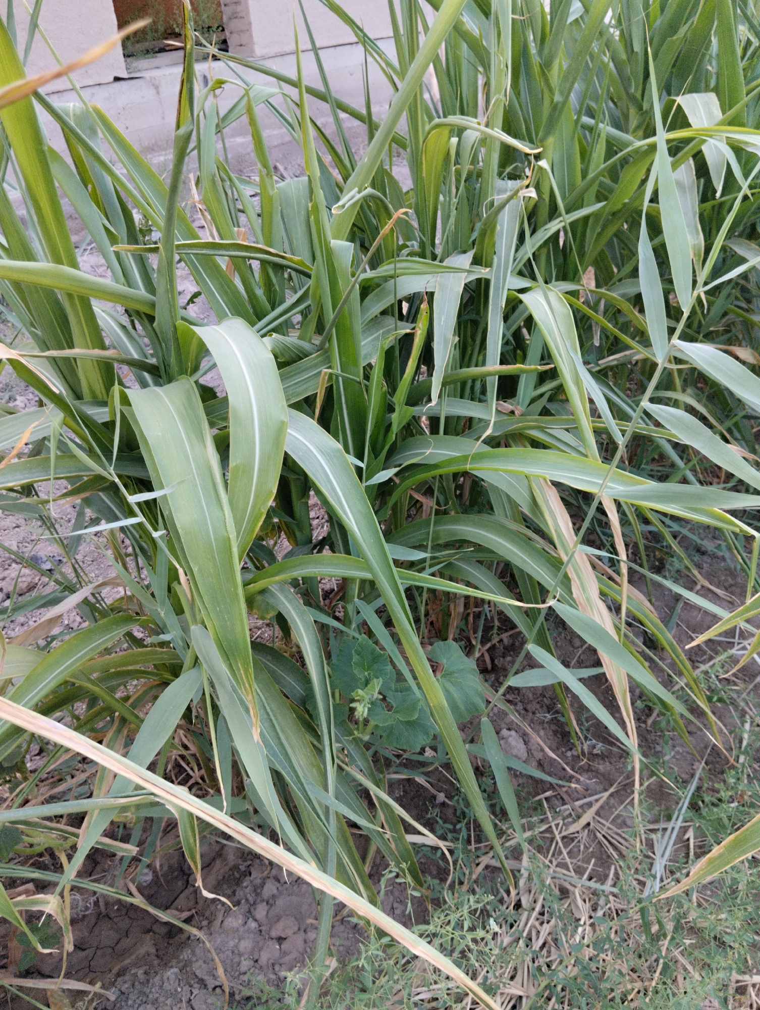 A close-up, eye-level shot depicts tall, green stalks of sorghum or a similar grain crop, dominating the frame. The leaves are long, slender, and predominantly green, with some showing lighter green or white streaks along the veins. A few stalks display signs of wilting or browning, particularly at the tips, suggesting potential stress or maturity. The ground beneath the plants is dark brown soil, cracked in places, with sparse, dry grass and small green weeds growing in patches. In the background, a blurry, light-colored structure, possibly a building or wall, is visible. The overall impression is that of an agricultural field or a cultivated area within a rural setting, potentially the outskirts of Qanlikul, Uzbekistan, given the dry soil conditions common to the region. There are no people or animals visible in the image.