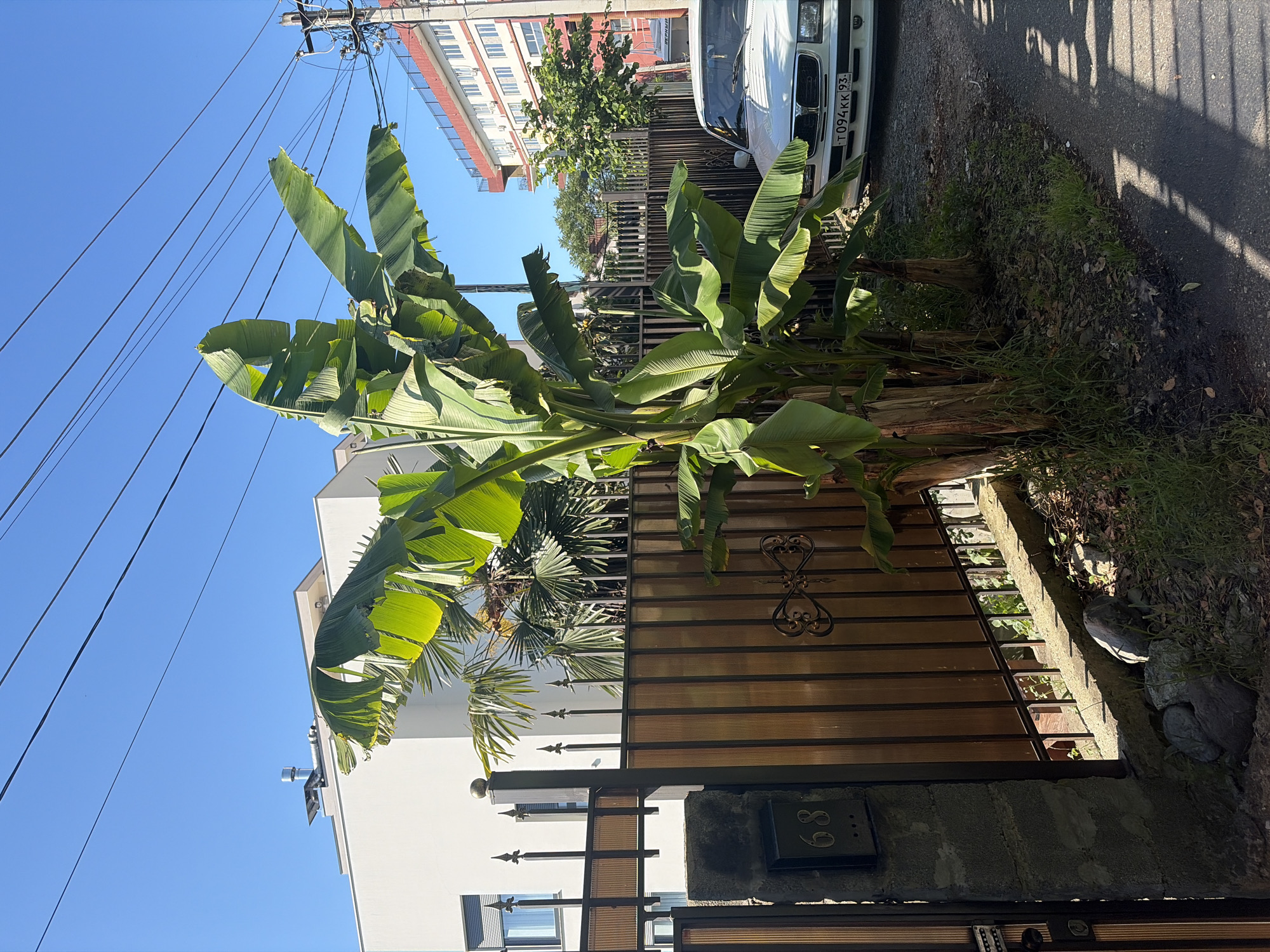 The image captures a sunny residential street scene in what appears to be a warm climate, consistent with Sochi, Russia. In the foreground, a large clump of lush green plants with broad leaves, resembling banana trees, dominates the left side, basking in bright sunlight. Behind these plants, a decorative metal gate with horizontal translucent panels and an ornate heart-shaped iron motif is visible. A concrete pillar next to the gate features a dark plaque with the house number "89" clearly displayed.
To the right, a white car, possibly a BMW, is parked on the side of a paved road. Its license plate, "T094KK 93," is clearly visible, with "93" indicating the Krasnodar Krai region, where Sochi is located. The road surface is partially shaded by the gate, and a patch of overgrown grass and dry leaves lines the roadside.
In the background, a multi-story building with white walls and reddish-brown roof elements stands tall, with trees visible between it and the foreground. Another modern white building is partially seen to the left. Overhead, utility poles with numerous power lines crisscross against a clear, bright blue sky, indicating a sunny day with no clouds. The sharp shadows cast on the road and gate further emphasize the strong sunlight, suggesting it is midday or early afternoon. No human activity or specific event is depicted; the scene is static, showcasing the architecture, vegetation, and infrastructure of the area.
