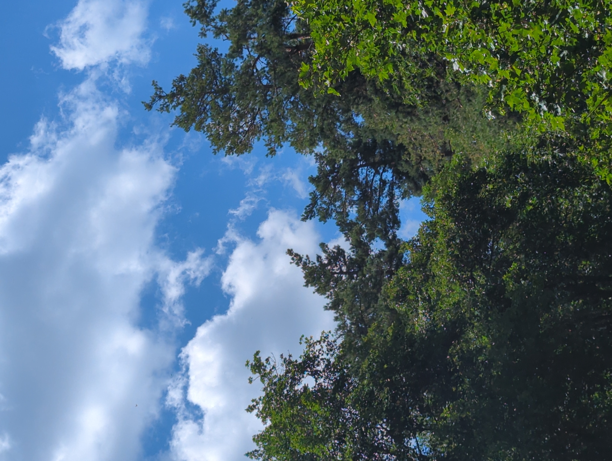The image captures a view looking upwards towards a bright blue sky filled with fluffy white clouds. Lush green foliage from trees dominates the lower portion of the frame. The trees appear to be a mix of deciduous and coniferous varieties. The overall impression is one of a serene natural scene, likely a park or forest area. There are no people or identifiable man-made structures visible in the image. The scene is set in Vratsa, Bulgaria, suggesting a natural landscape within or on the outskirts of the city.