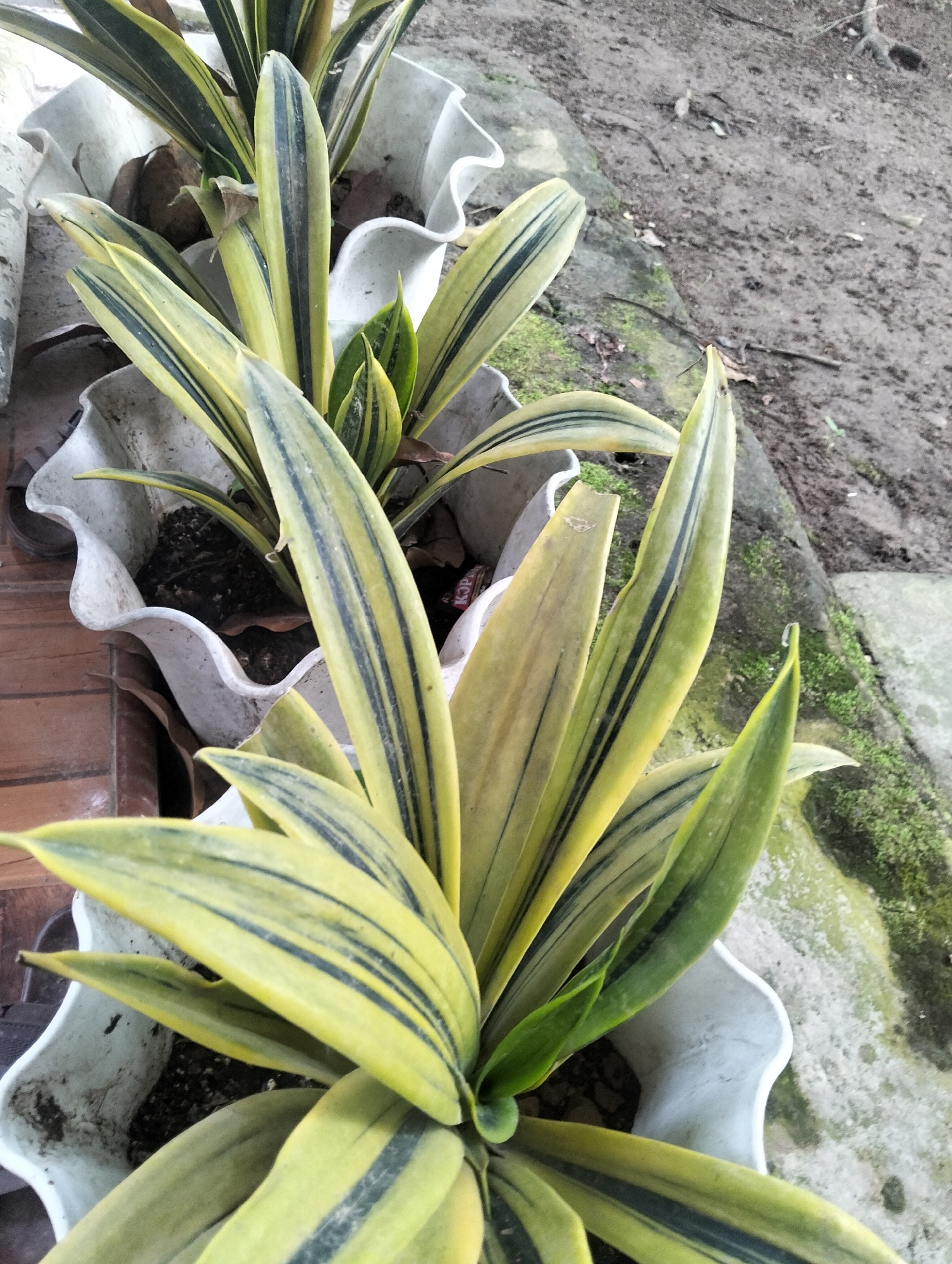 The image shows a close-up view of several potted plants with long, variegated leaves. The leaves are primarily a pale yellow-green with dark green stripes running lengthwise. The plants are housed in white, wavy-edged plastic pots. The pots are placed on a textured surface, possibly a concrete walkway or ground, with patches of moss and dirt visible. In the background, there is more dirt and some debris, suggesting an outdoor environment. The overall lighting is natural, indicating it is daytime. The image was captured in Payagaboh, Indonesia.