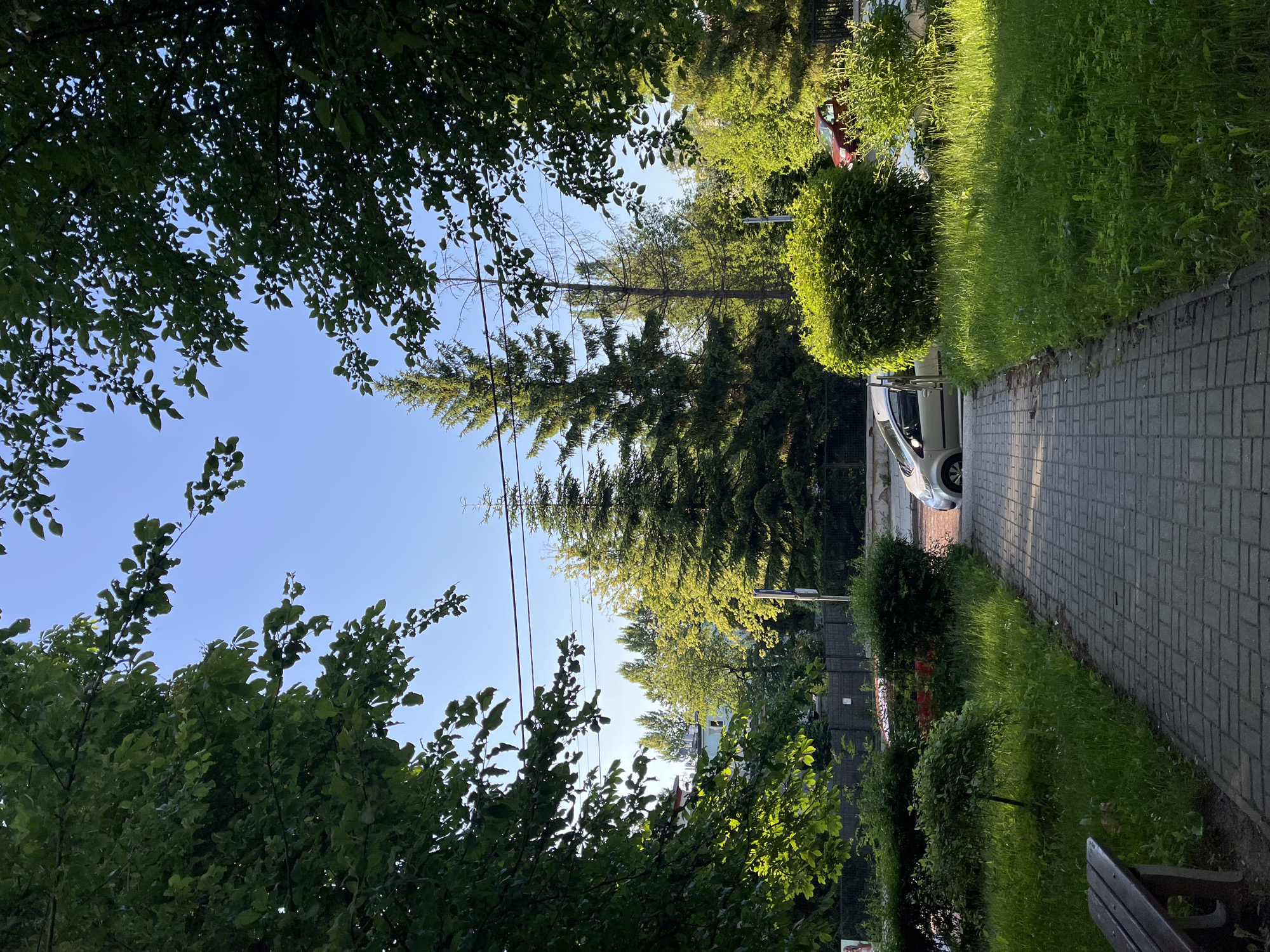 An outdoor scene displays a paved walkway bordered by lush green grass and manicured bushes. Tall evergreen trees and deciduous trees with dense foliage frame the pathway, which leads towards a clear blue sky. A silver car is partially visible parked on the right side of the walkway, near a dense green bush. A wooden bench sits on the left side of the walkway, facing away from the camera. The sun casts long shadows, indicating it is likely morning or late afternoon. The environment appears to be a park or a residential area with well-maintained landscaping.