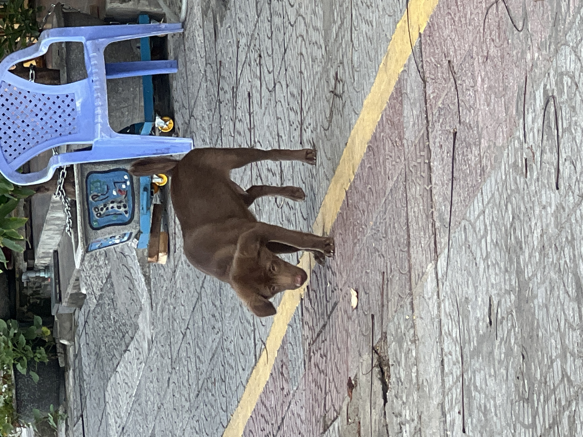 A young, brown dog is standing on a paved walkway in Đà Nẵng, Vietnam. The dog is facing downwards, looking at something on the ground. In the background, there is a blue plastic chair and a planter with greenery. The walkway is made of gray paving stones with a yellow line marking a boundary. The scene appears to be outdoors, possibly a sidewalk or a public space.