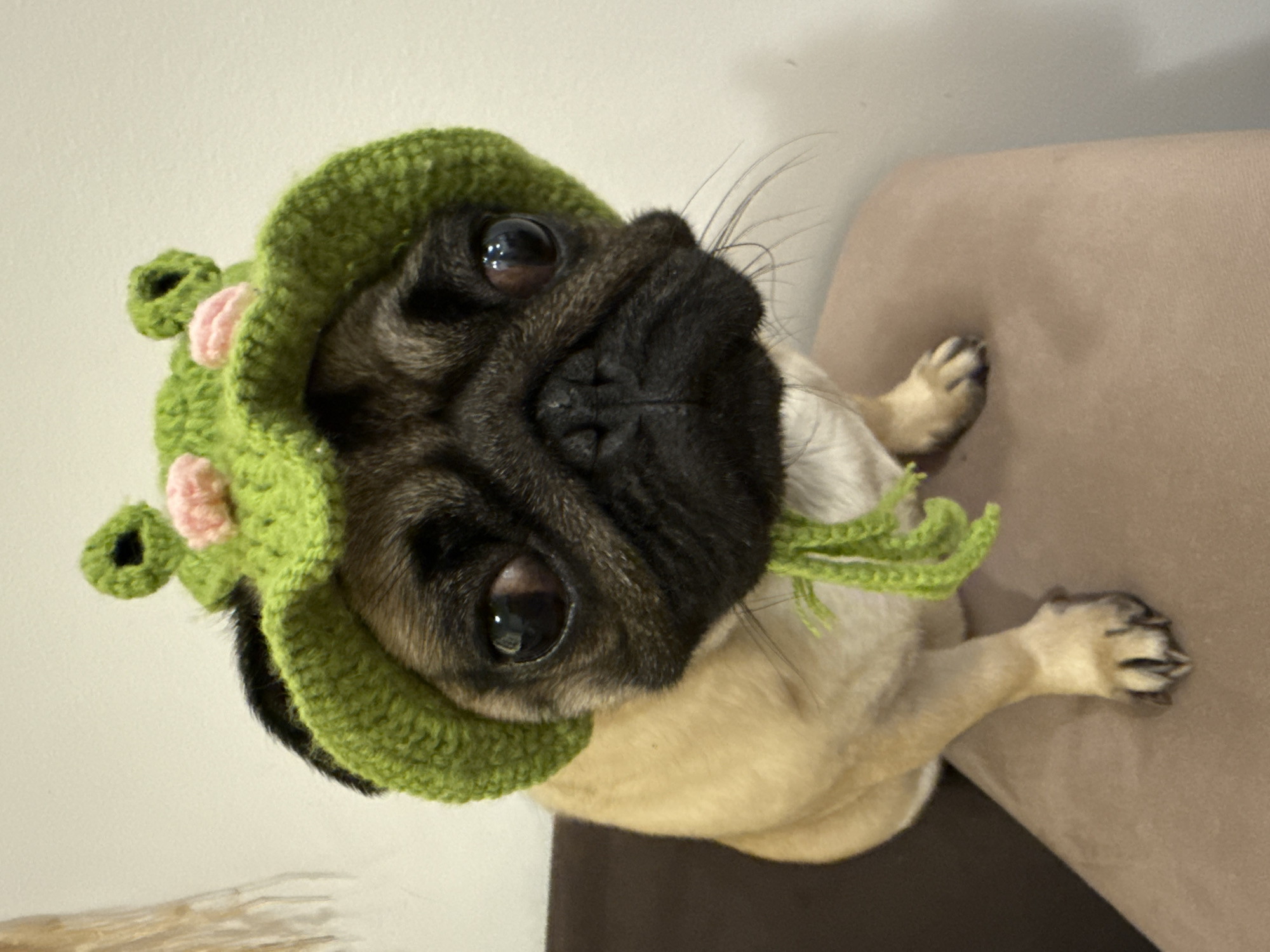 A pug dog is sitting on a light brown sofa and wearing a green crocheted hat with pink accents. The dog is looking up at the camera. The background is a light beige wall.