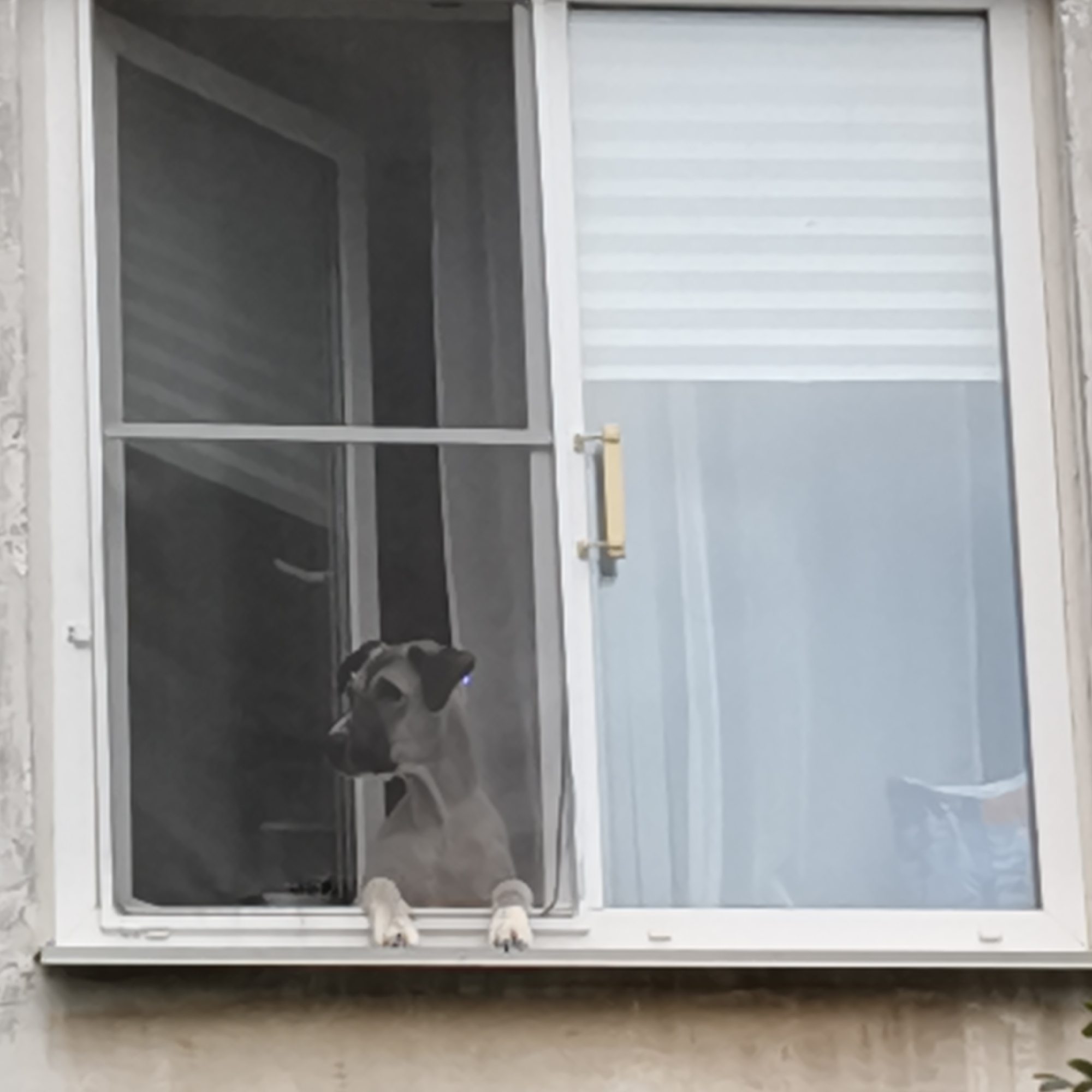A medium shot shows a dog looking out of a sliding window. The window has a screen and a horizontal blind. The dog is a light gray color with dark markings around its eyes and ears. It is resting its front paws on the windowsill. The dog appears to be an adult. The window is on a building, and the background is out of focus. The image is taken from a slightly low angle. The building appears to be a residential building. The location is Chaikovsky, Russia.