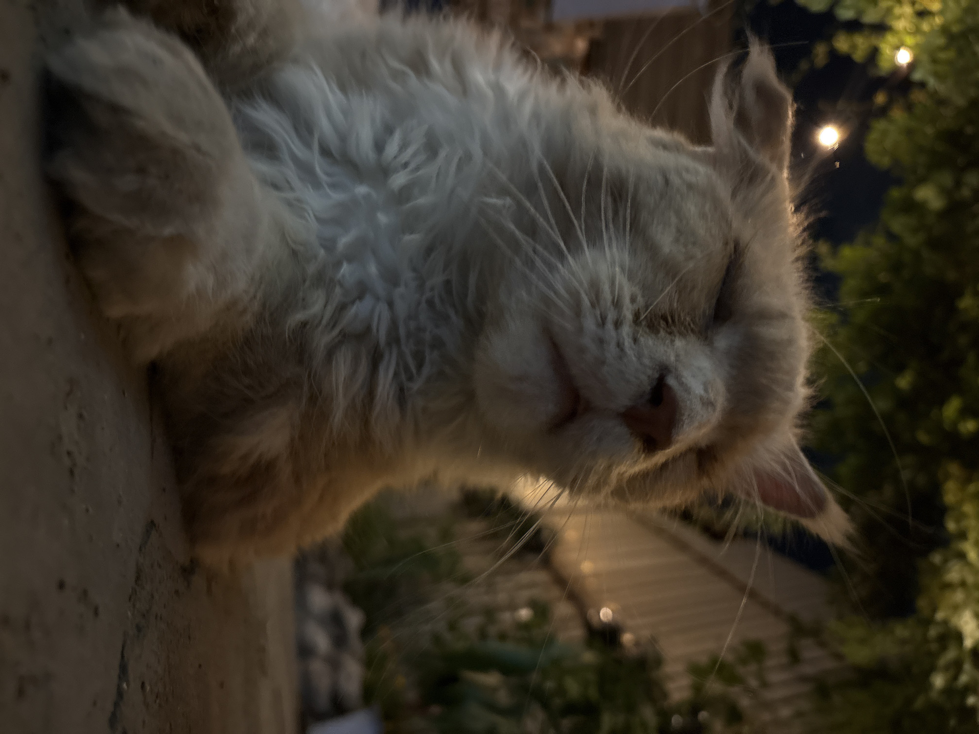 A fluffy, light orange cat with closed eyes is lying down on a textured ground surface, likely concrete or stone. The cat's fur is long and appears somewhat ruffled. Its paws are tucked in front of its body. In the background, there is lush green foliage illuminated by soft, warm lights, possibly string lights, creating a cozy, evening ambiance. The setting appears to be an outdoor patio or garden area. The image does not contain enough information to determine a specific location within the city of Almaty, Kazakhstan.
