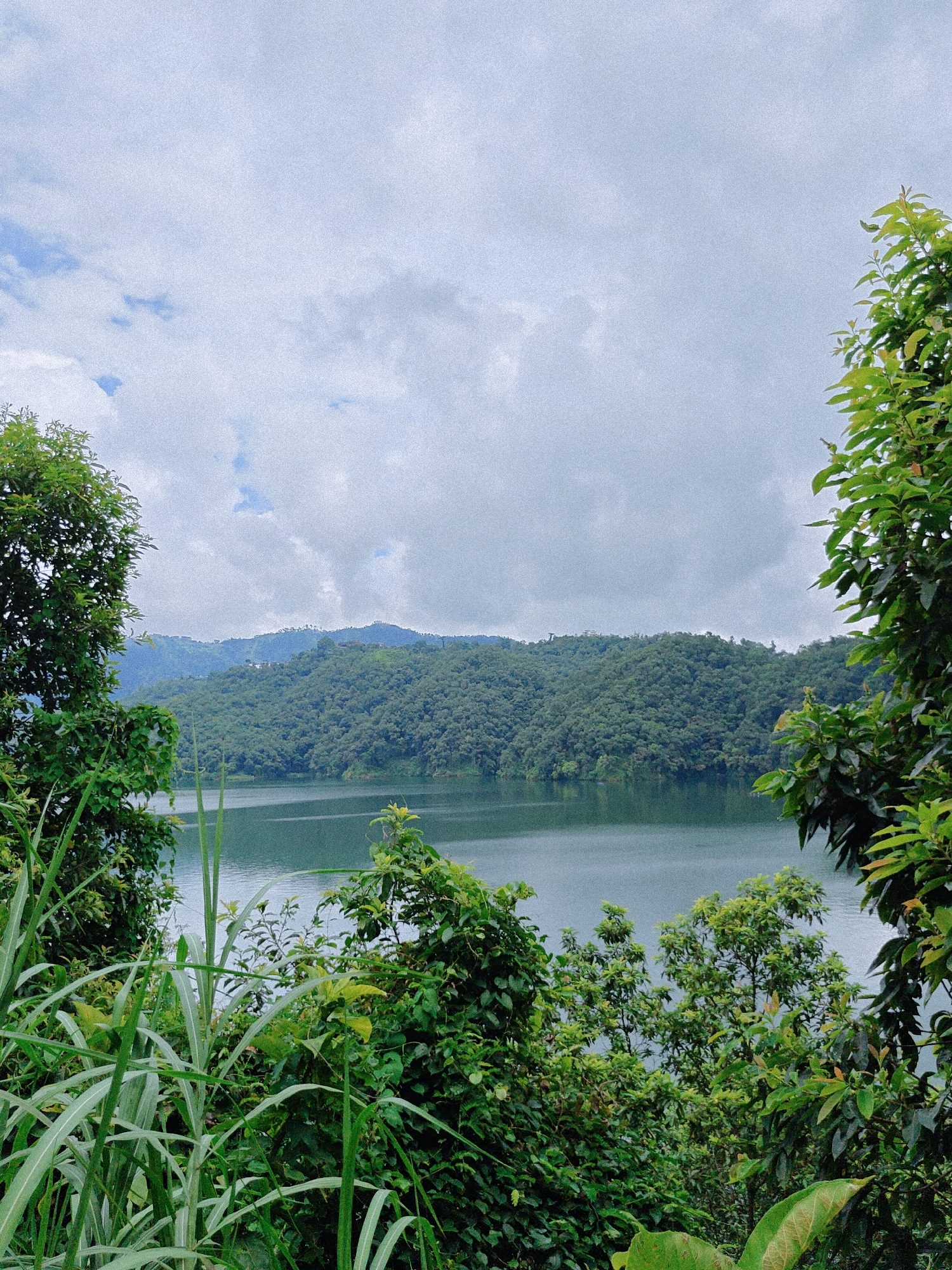 The image displays a serene view of Phewa Lake in Pokhara, Nepal, on an overcast day. The foreground is dominated by lush, green foliage, including tall grasses and leafy branches that frame the scene. In the mid-ground, the calm, grayish-blue water of Phewa Lake stretches out, reflecting the cloudy sky. Beyond the lake, rolling hills covered in dense green forest rise up, their slopes dotted with a few scattered buildings, suggesting a settlement nestled within the natural landscape. The sky is filled with a thick layer of white and gray clouds, with occasional patches of lighter sky hinting at the presence of the sun behind them. The overall impression is one of natural beauty and tranquility, characteristic of Pokhara's landscape.