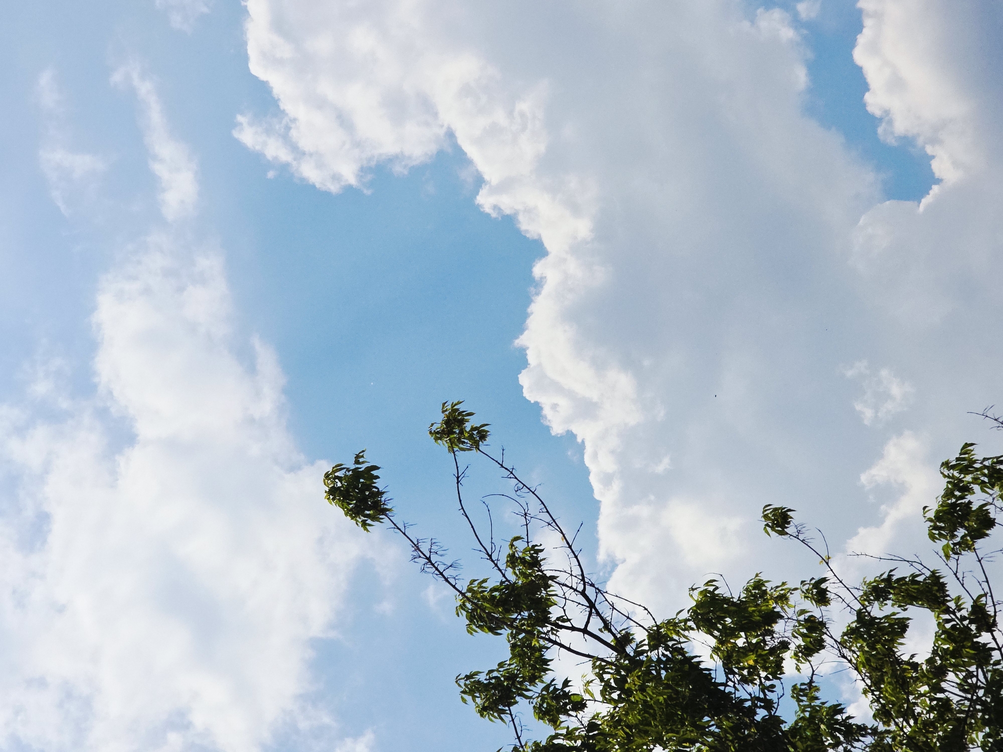 The image captures an upward perspective of a bright blue sky partially filled with white clouds and the branches of a tree. The sky, a vivid cerulean, is most prominent in the upper left and central regions, suggesting a clear, sunny day. Large, dense, white cumulus clouds with soft, rounded forms occupy a significant portion of the right side and extend across the lower part of the frame, indicating fair weather. Smaller, wispy clouds are scattered throughout the bluer areas.
Emerging from the bottom and extending into the middle and upper sections are the dark, slender branches of a tree. These branches are adorned with clusters of vibrant green leaves, particularly dense towards the branch tips. Some sections of the branches are bare, revealing their intricate silhouette against the bright sky. The leaves appear well-lit by natural light, and their arrangement hints at a gentle sway, possibly from a light breeze.
The scene depicts a natural outdoor setting, likely during daytime, given the bright illumination and clear skies. There are no people, man-made objects, or visible text. The overall atmosphere conveyed is one of tranquility and natural beauty.