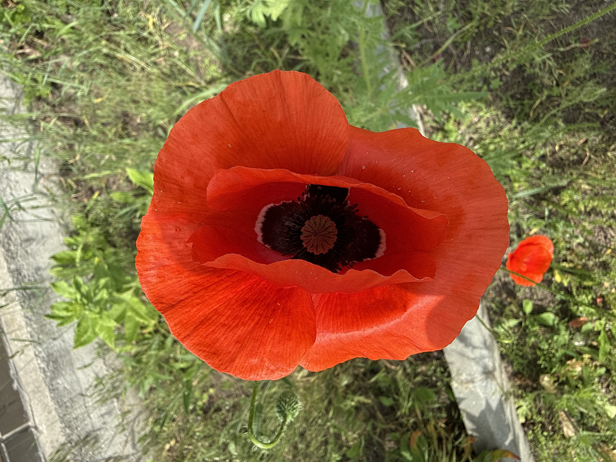 An overhead close-up view depicts a vibrant red poppy flower, prominently centered, in a garden setting in Mykolaivka, Ukraine. The flower's broad, intensely red petals exhibit visible veins and slight undulations, encircling a dark purple-black center comprising a pistil surrounded by stamens. A smaller, out-of-focus red poppy is partially visible in the lower central-right quadrant. To the left, a green, furry poppy bud on a curved stem is present. The surrounding background consists of blurred green foliage, including various grasses and plants, interspersed with patches of brown soil. A grey concrete or stone border runs along the upper left and lower left edges of the frame. The scene is illuminated by natural daylight.