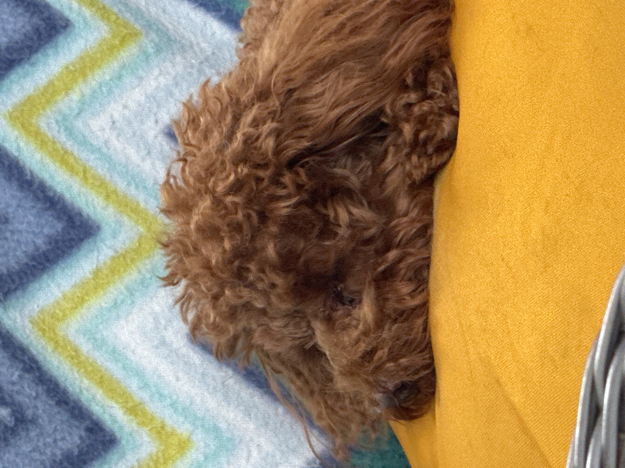 A close-up shot captures a brown poodle dog sleeping on a vibrant orange surface, likely a cushion or blanket. The dog's head is resting down, with its face mostly obscured by its curly fur. Behind the dog, a patterned blanket with chevron stripes in blue, yellow, and white adds a pop of color to the background. The scene appears to be indoors, possibly in a home setting, and there are no indications of the specific location being in Bersenevka, Russia.