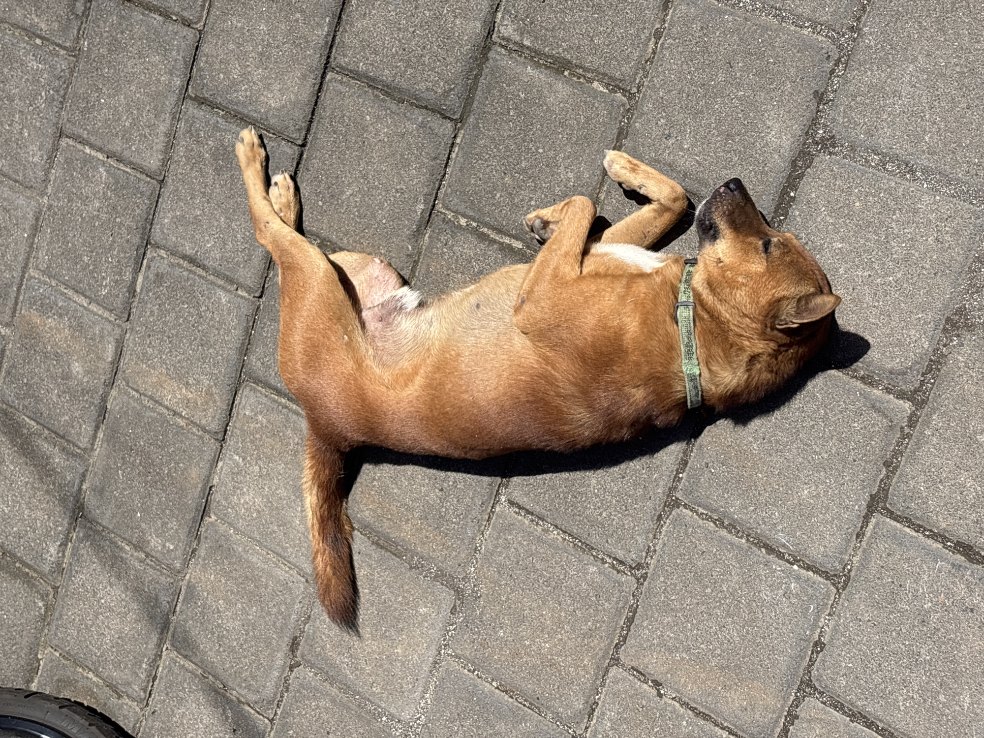 The image displays a light brown dog lying on its back on a paved outdoor surface, seemingly sunbathing or resting. The dog's legs are curled upwards in a relaxed posture, and it appears to be enjoying the warm conditions. It has short fur, with lighter patches visible on its chest and belly, and is wearing a simple green collar.
The setting is an outdoor area paved with grey, rectangular interlocking concrete pavers, which show clear grout lines. Bright, harsh sunlight bathes the scene, casting distinct shadows from the dog, indicating that it is likely mid-day or early afternoon on a clear, sunny day. The strong light highlights the texture of the pavers and the dog's fur.
In the bottom-left corner of the frame, a small segment of a black tire is visible. While most text on the tire is illegible, a part of the brand name, possibly "MAXX...", can be faintly discerned. The overall atmosphere conveys a sense of tranquility and warmth, characteristic of an outdoor tropical setting in Kuta Selatan, Indonesia. The dog appears calm and content in its resting state.