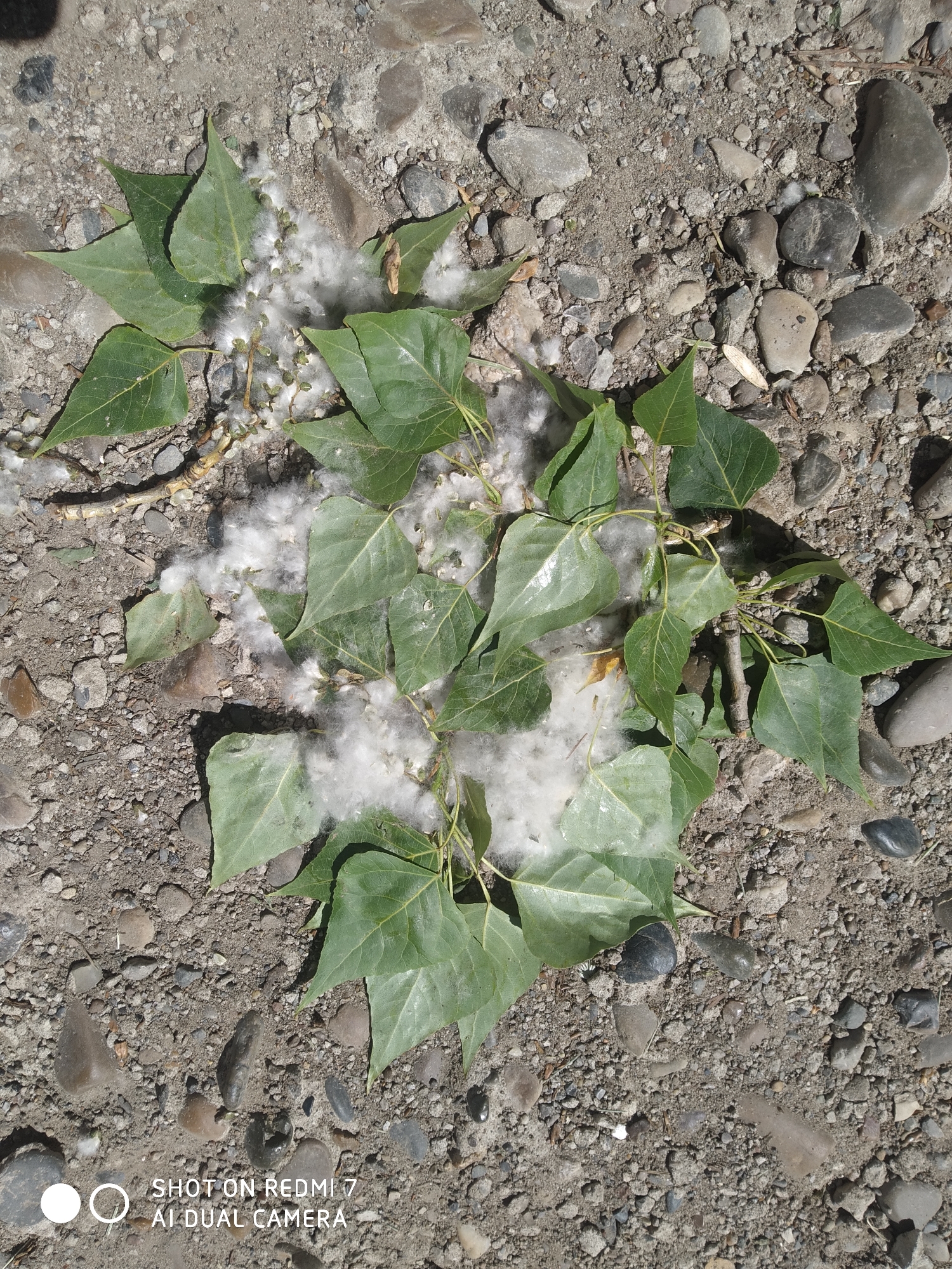 The image shows green leaves and white cotton-like material on gravelly ground. The leaves appear to be from a tree branch. The ground consists of dirt and small rocks. The location is outdoors, likely a natural area. The inscription states that the image was taken on a Redmi 7 AI Dual Camera. The location of Chaikovsky, Russia is not readily discernible from the provided image.