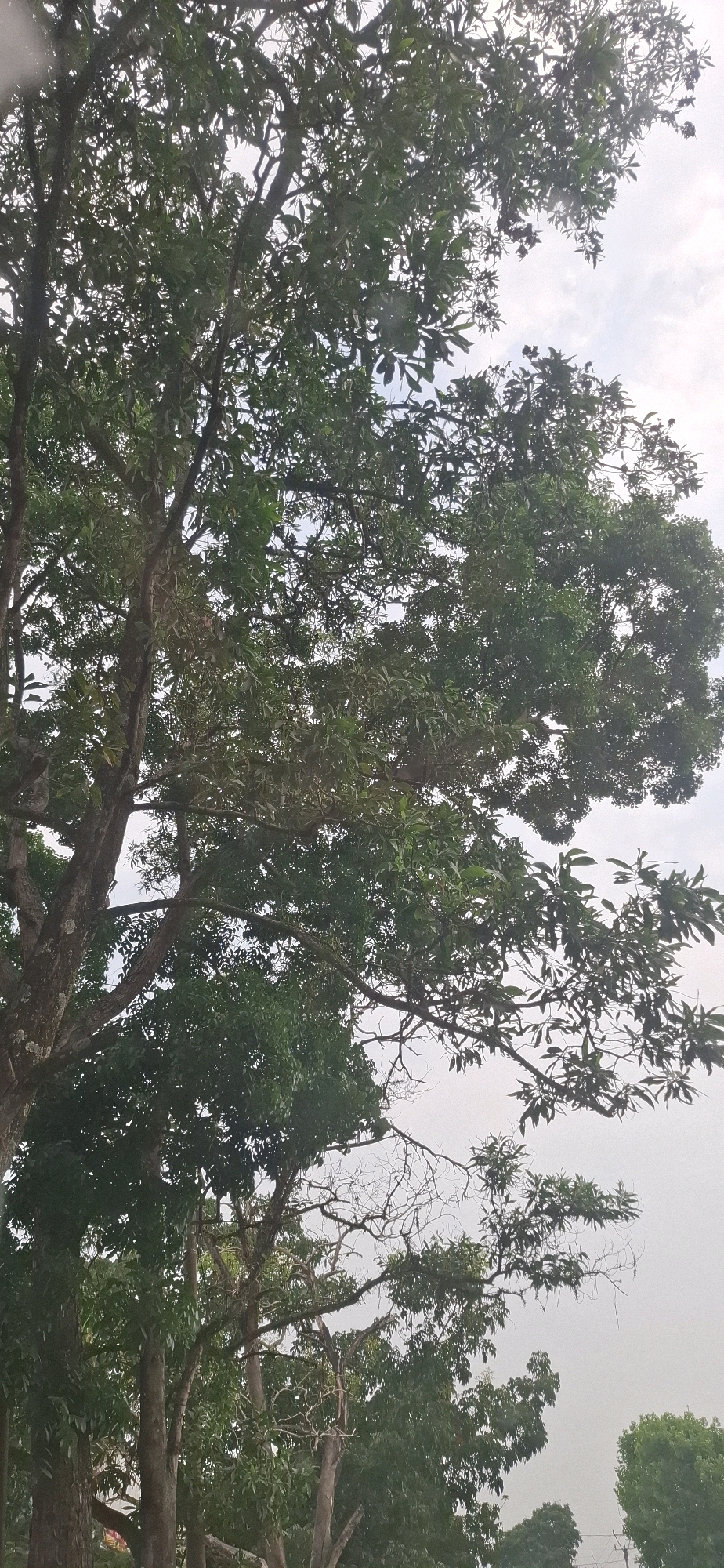 The image depicts a view looking up through the canopy of lush green trees in Rancagoong, Indonesia. The sky is overcast with a hazy, light gray tone, suggesting a cloudy or possibly humid day. The dense foliage of several trees dominates the frame, with varying shades of green indicating different types of trees or varying light exposure. The branches of the trees are intricate and spread out, creating a natural, organic pattern against the sky. Some bare branches are also visible, especially in the middle and lower sections of the image, adding texture. In the far lower right corner, a small section of a distant, bright green tree is visible, and what appears to be a power line with a pole can be discerned. The overall impression is one of natural growth within an outdoor environment, likely a park or a street lined with mature trees. There are no people or animals visible in the frame.