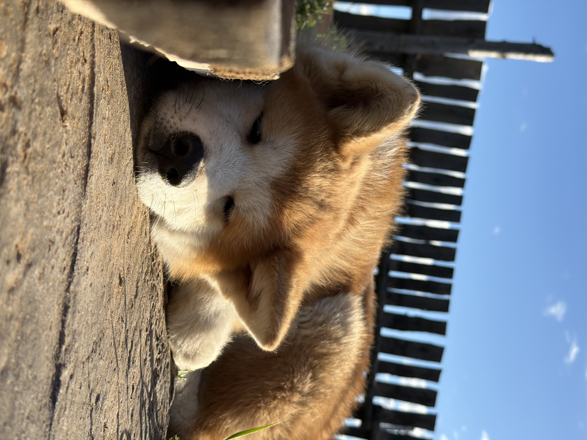 A ginger and white Akita dog rests its head on a rough, light brown, wooden surface. The dog's face is mostly white, with a black nose and dark eyes. Behind the dog, a weathered wooden fence is visible against a blue sky with faint white clouds. The location is outdoors, with natural sunlight illuminating the scene. The city is not discernible from the image.