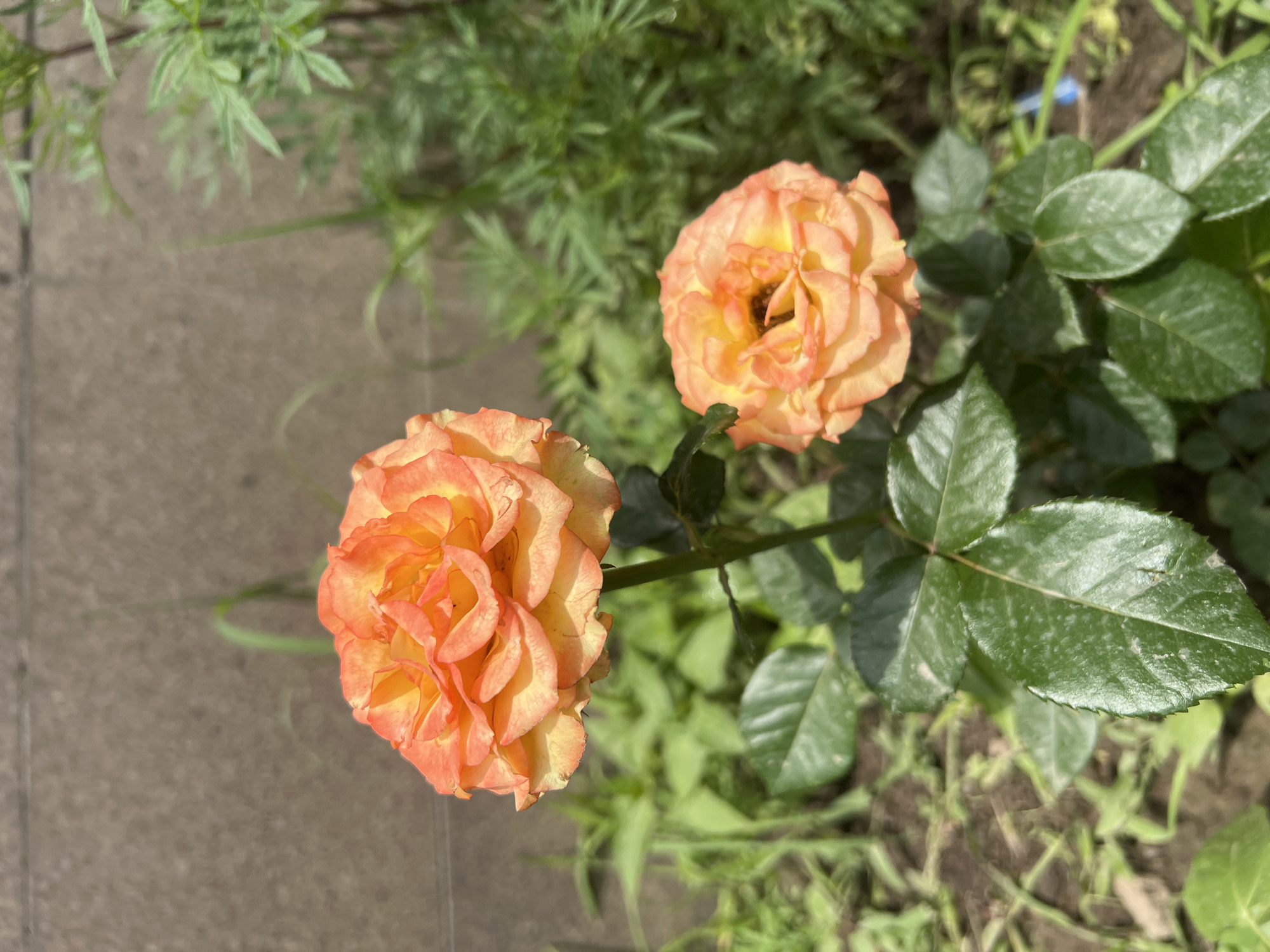 In Almaty, Kazakhstan, two peach-colored roses bloom in close proximity against a muted concrete wall and lush green foliage. The larger rose, positioned higher and to the left, displays a full bloom with intricate petal layers. Below it and slightly to the right, a smaller, partially opened rose bud mirrors the color and petal structure of the larger flower. The roses are supported by dark green stems and leaves, some of which appear glossy. The background consists of soft-focus greenery and the textured, neutral tone of a wall, suggesting an outdoor setting, likely a garden or park within the city. The lighting suggests it is daytime, casting gentle shadows and highlighting the vibrant colors of the roses. No people are visible in the image.