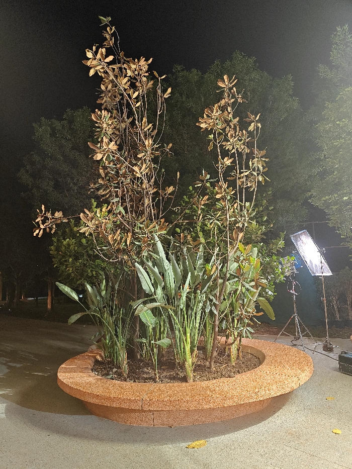 The scene is an outdoor nighttime setting in Kalyan-Dombivli, India. A prominent circular planter, constructed from reddish-brown speckled aggregate material, occupies the central frame. Inside, a dense arrangement of plants includes taller, slender trees with sparse, light brown foliage, intermingled with vibrant green broad-leafed plants and thinner, grass-like green vegetation. The surrounding ground is a light grey paved surface with several scattered yellowed leaves. To the right of the planter, a rectangular softbox light panel, mounted on a dark tripod, stands illuminated, emitting a bright white light. A dark equipment case rests on the ground next to the tripod. The background consists of dark green tree foliage, faintly visible against the dark night sky. No individuals, discernible actions, or interactions are present.