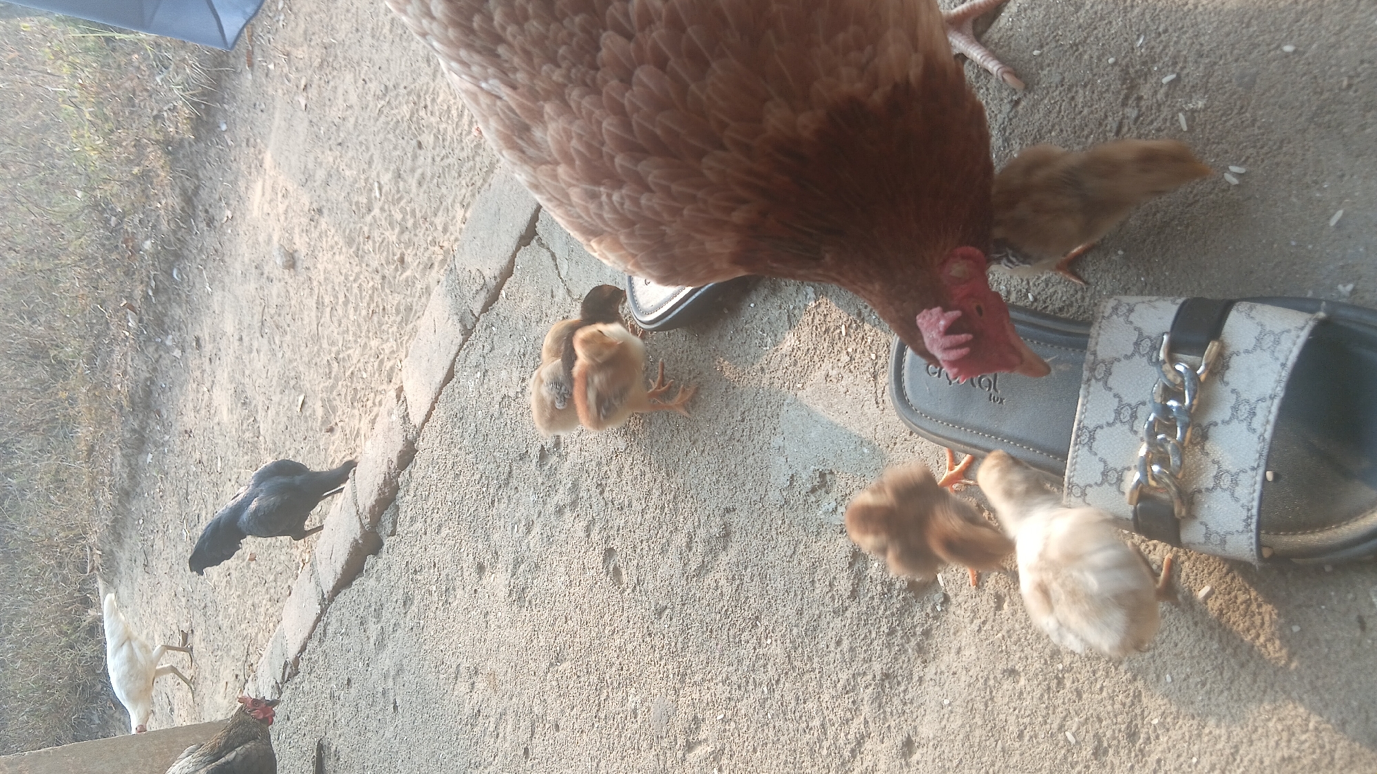 A hen and several chicks are gathered around a sandal on a gravelly surface. The hen, which is brown, is pecking at something on the sandal. Two light-colored chicks are near the sandal, and another brown chick is in the background. A black rooster is also visible in the background, as is a white chicken. The setting appears to be outdoors, with dry vegetation in the background. The lighting suggests it is daytime. The presence of chickens and a sandal suggests a domestic or semi-domestic environment.