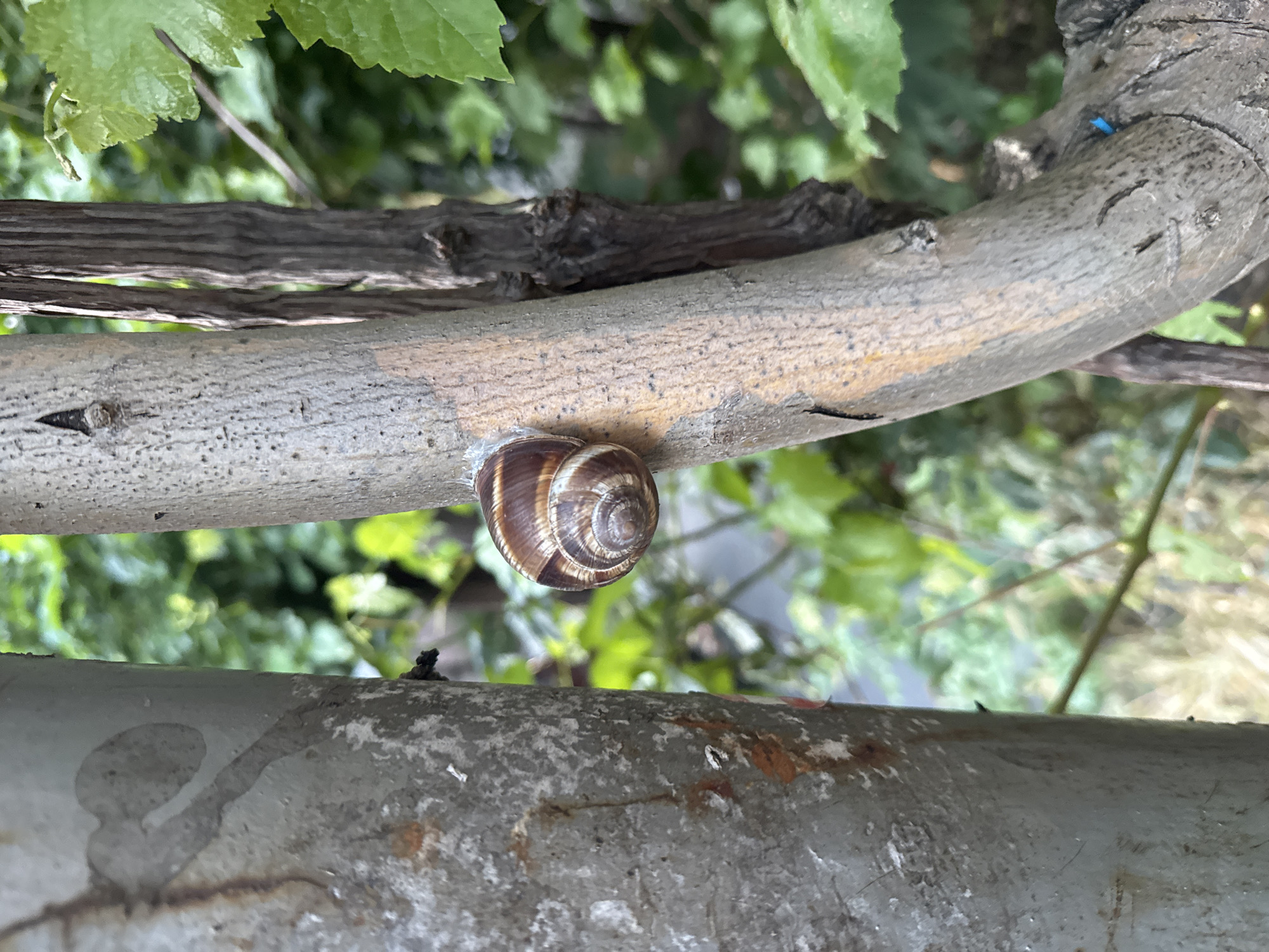 An upward-oriented photograph captures a land snail on a tree branch in the city of Unknown, Unknown. The snail, featuring a brown and cream-banded spiral shell, is positioned on the right half of a light brown, vertically oriented tree branch. The branch exhibits natural bark texture. To the immediate left of this branch, a vertical, light gray, cylindrical structure, possibly a metal pole or a larger tree trunk, occupies the left portion of the frame. This structure displays areas of wear, rust-colored stains, and residue marks. The background, out of focus, consists of green foliage and blurred natural elements, indicating an outdoor environment. A small blue tag or marker is visible attached to the lower right section of the tree branch.