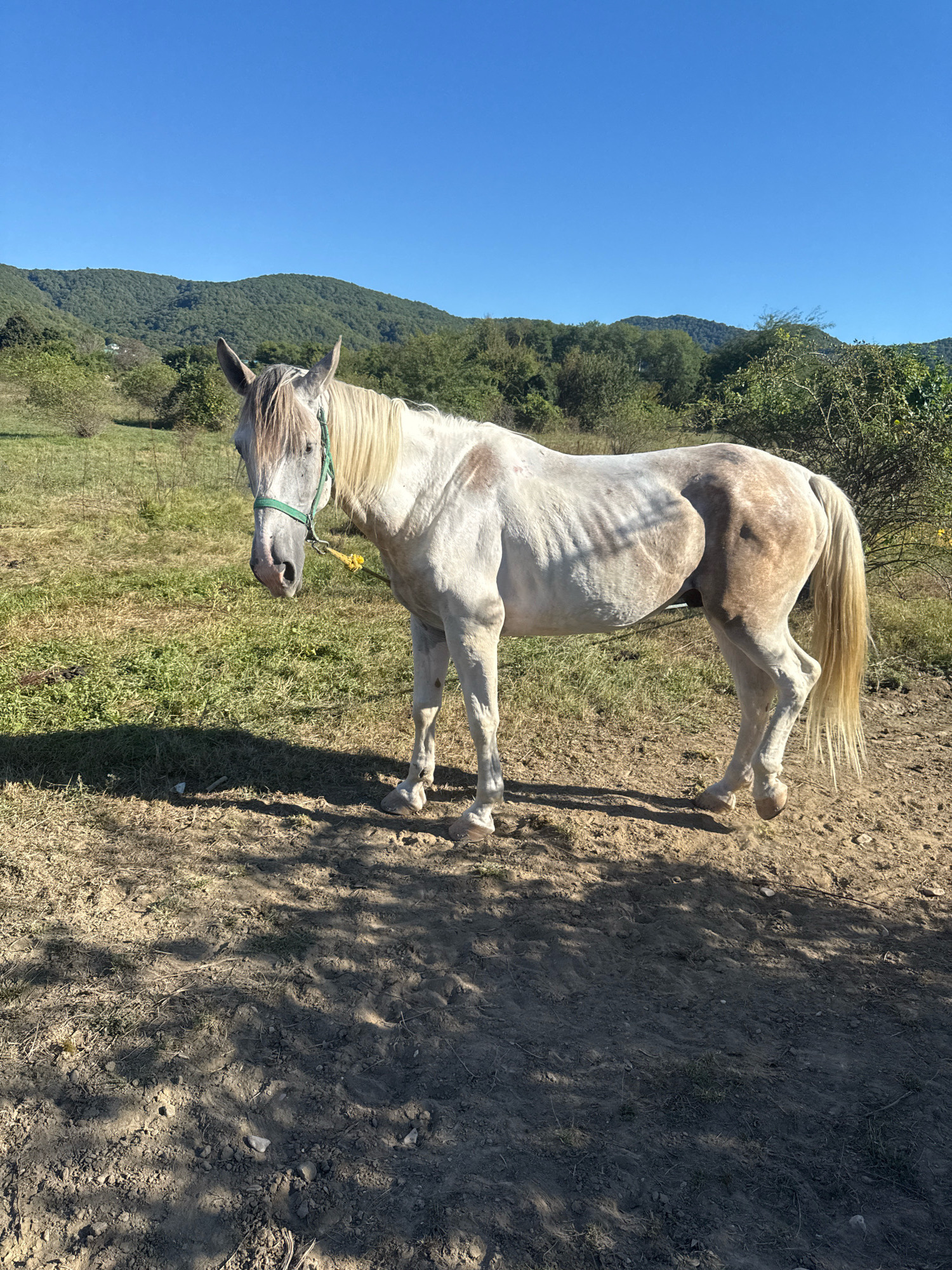 In Tenginka, Russia, a pale horse with a light mane and tail stands in a dirt and grassy field under a clear blue sky. The horse is wearing a green halter with a yellow lead rope. The background features rolling, tree-covered hills. The horse appears thin, with its ribs visible. Shadows of leaves and branches are cast on the ground in the foreground.
