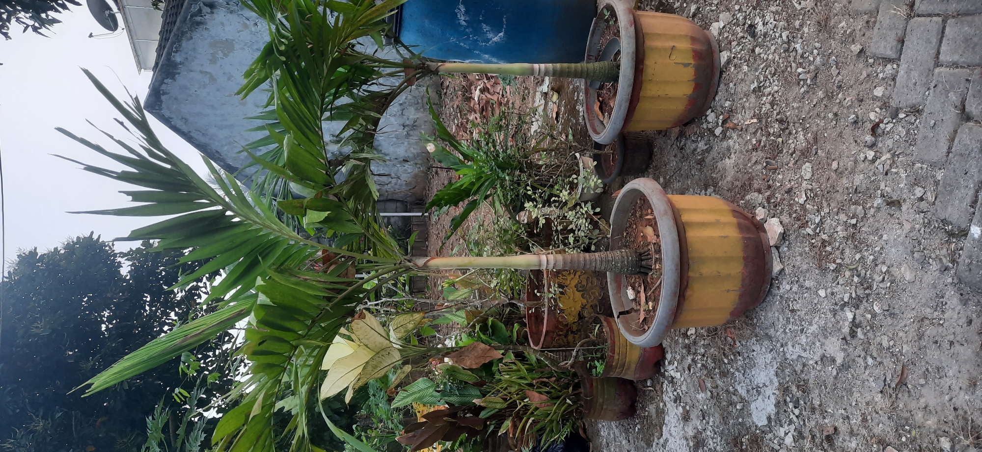 The image depicts an outdoor scene in Cisauk, Indonesia, featuring several potted plants. In the foreground, two palm trees are prominently displayed in large, yellow and red planters. The palm trees have slender, light-colored trunks and lush green fronds. To the left and behind these, a variety of other potted plants are visible, including some with variegated leaves and others with darker foliage. The ground is covered in a mixture of gravel, dirt, and fallen leaves. In the background, a light blue, weathered wall of a building is visible, along with a large blue barrel. The overall impression is of a garden or outdoor space with multiple plants in containers.