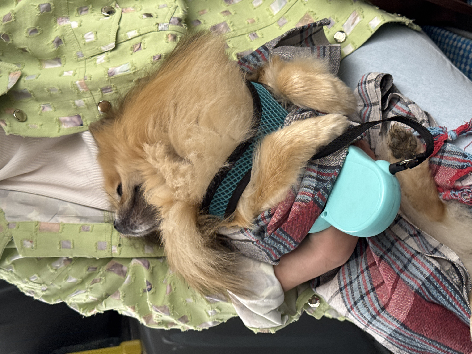 A small, fluffy, light brown dog, likely a Pomeranian, is depicted resting comfortably with a person in what appears to be an indoor or enclosed setting, potentially a vehicle, in Кондратово, Russia. The dog, wearing a blue harness, is nestled amongst various fabrics. Its eyes are closed or partially closed, suggesting it is sleeping or relaxing peacefully.
The visible parts of the person include an arm and legs, covered by clothing. The dog is partially covered by a plaid blanket or garment featuring red, blue, and grey squares. Beneath the dog and plaid fabric, the person is wearing a light green jacket with silver snap buttons and a distinctive, textured, or distressed pattern of cut-outs. A light-colored shirt or undershirt is also visible. A bright, light blue retractable dog leash with a black strap and clasp is held by the person, resting near the dog's body. The overall scene conveys a sense of comfort and close companionship between the dog and its owner. No text is visible in the image.
