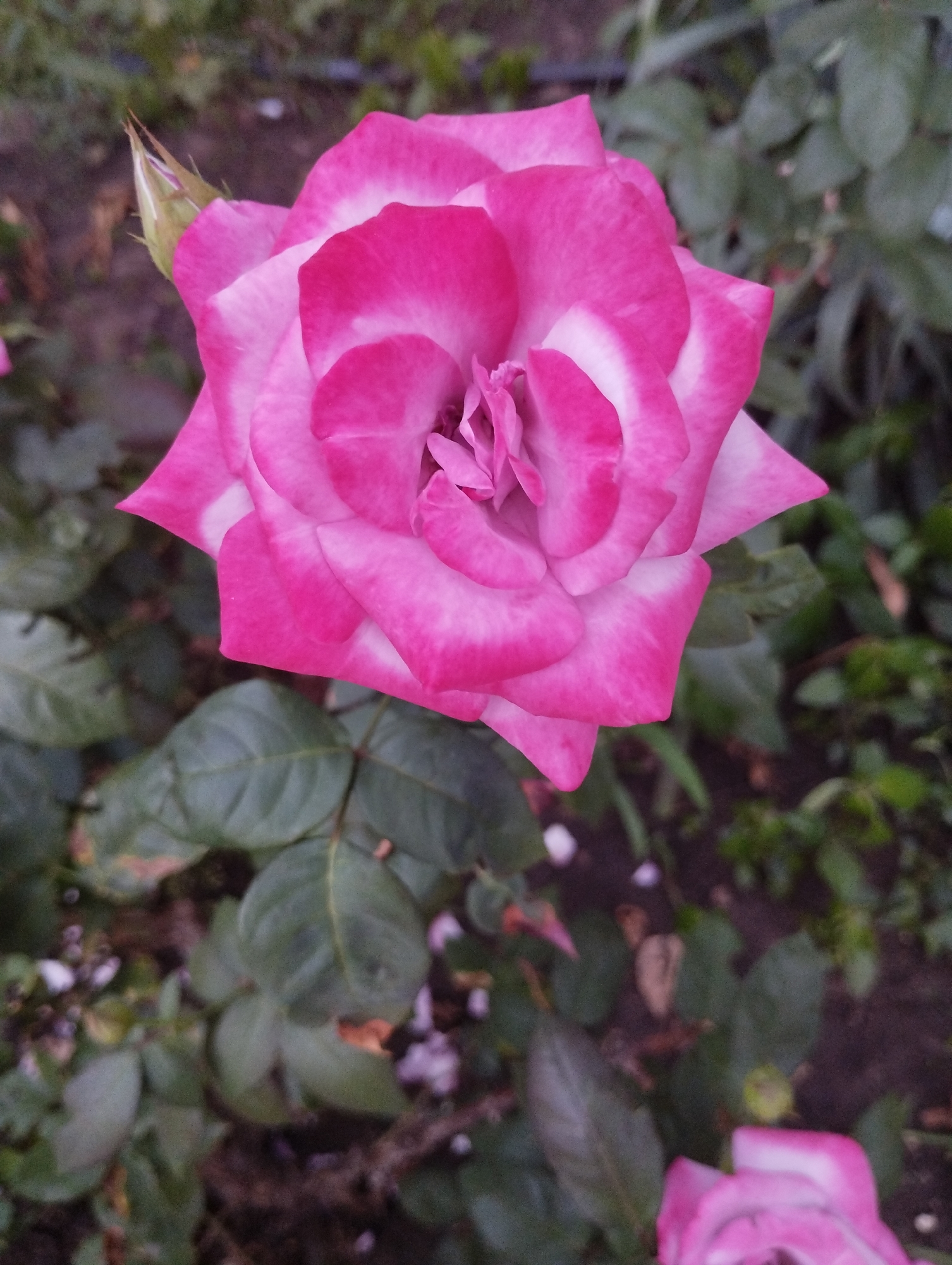 A close-up, eye-level shot captures a vibrant pink and white rose in bloom, centrally positioned in the frame. The rose's petals display a gradient from deep pink at the edges to white towards the center, with some ruffled textures. A small, green bud is visible to the left of the main bloom, partially obscured by a petal. The background is a blur of green foliage and dark soil, suggesting an outdoor garden setting. The overall lighting is soft, indicating it might be overcast or late in the day. No people are present. This scene is located in Velykodolynske, Ukraine.