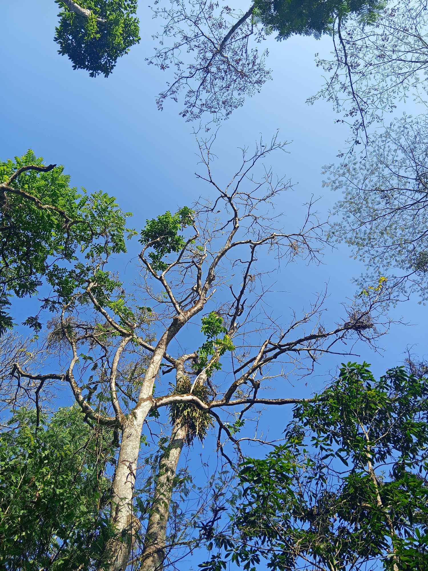 The image is a low-angle shot of a clear blue sky peeking through the canopy of several trees. The trees are a mix of leafy and bare branches. In the foreground, a large, light-barked tree dominates the center of the frame, with a cluster of epiphytic plants growing on its branches. To the left and right, dense green foliage from other trees fills the lower edges of the image. In the upper portion of the frame, the bare, intricate branches of other trees spread out against the sky, some with small clusters of leaves or seed pods. The overall scene depicts a lush, natural environment, likely a forest or dense garden area. The image is identified as being taken in Makale, Indonesia. No people are visible in the frame.