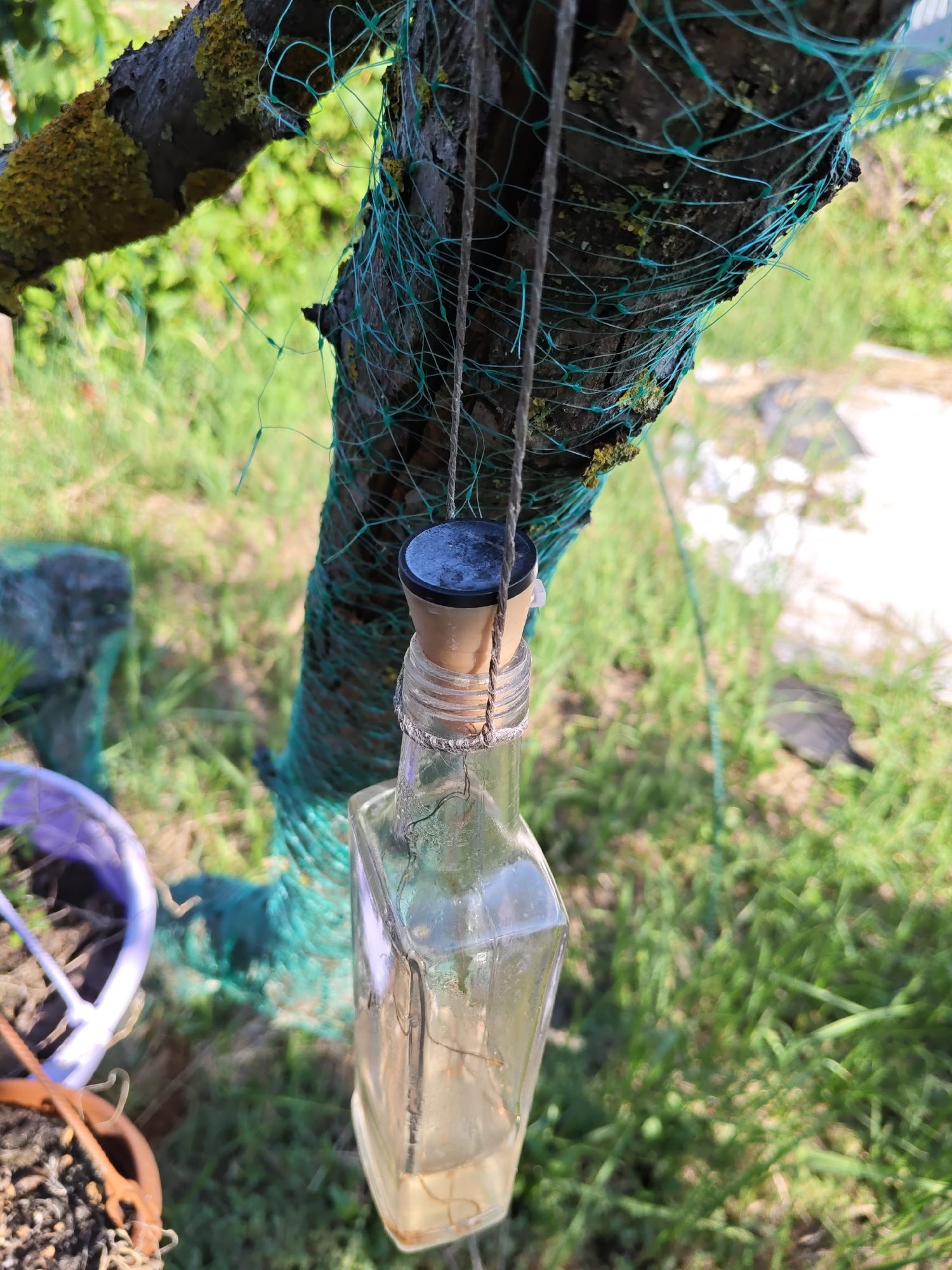 A glass bottle with a cork stopper hangs from a tree branch by two ropes. The bottle contains a light-colored liquid and appears to be suspended by wire or string wrapped around its neck. The tree branch is rough and covered in lichen. A green mesh net is wrapped around the tree trunk. In the background, there is lush green grass and some out-of-focus foliage. A purple planter is visible in the lower left corner, and a brown pot with soil is below it. The scene is outdoors, suggesting a garden or natural environment, possibly in or near Olginskaya, Russia, given the context of the location.