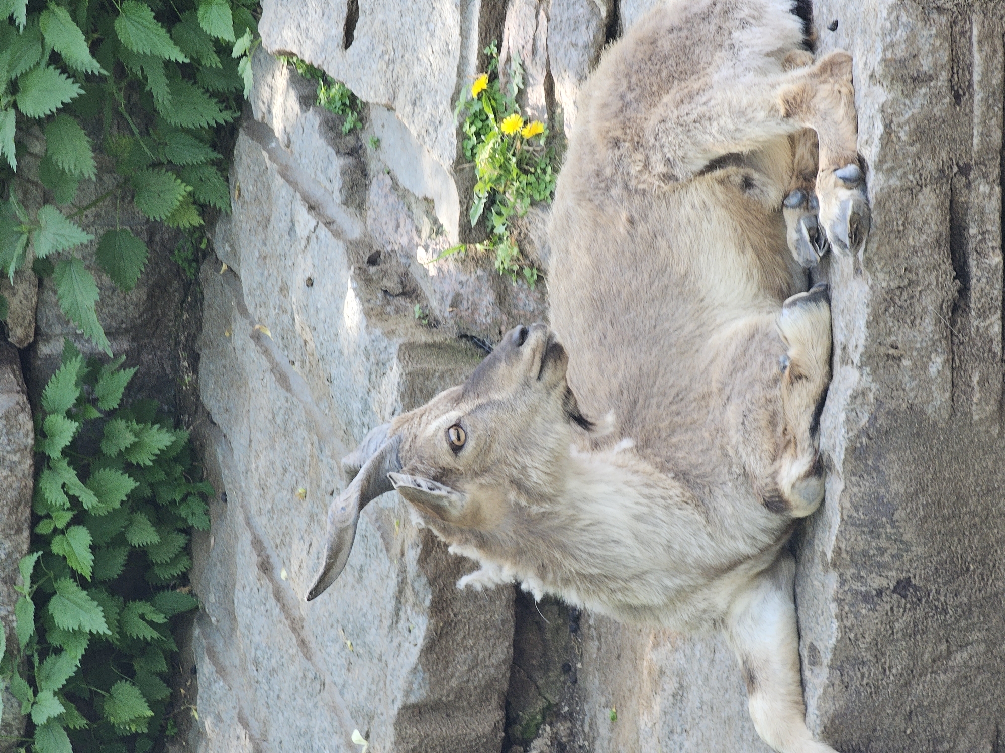 The image shows a markhor goat perched on a rocky mountainside. The goat, characterized by its shaggy, light-colored fur and spiraling horns, appears to be navigating the steep terrain with ease. To the left, vibrant green foliage clings to the rocks, creating a stark contrast to the goat's neutral tones and the grey stone. The mountain environment and the goat's adaptation suggest a location in a mountainous or rocky region, specifically in the habitat range of markhors. The exact location details are unclear and not provided.