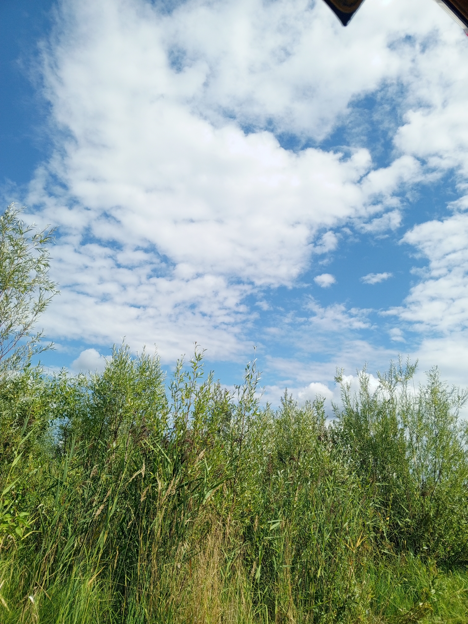 The image captures a natural scene with a focus on lush green foliage against a bright blue sky dotted with fluffy white clouds. In the foreground, dense tall grass and various types of green bushes create a vibrant, verdant wall. Some of the bushes appear to be willow trees, with their characteristic slender leaves. The background is dominated by the sky, which occupies the upper half of the frame. There are no people or animals visible in the image. The overall impression is of a peaceful, natural environment, possibly a park or a rural landscape. The location is identified as Novoaleksandrovo, Russia, suggesting a setting within a populated area but with access to green spaces.